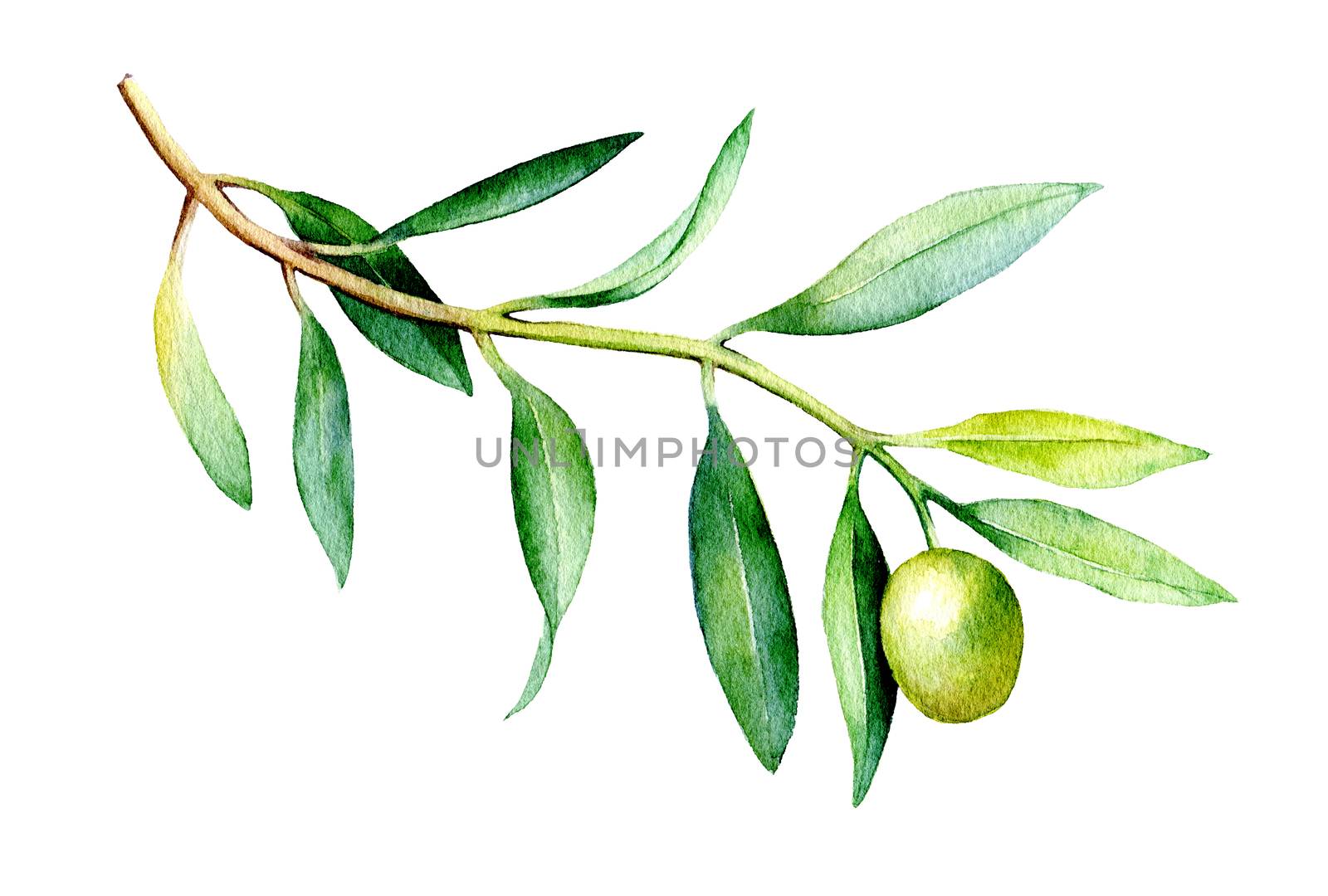 Watercolor illustration of olive branch isolated on white background. by evdakovka