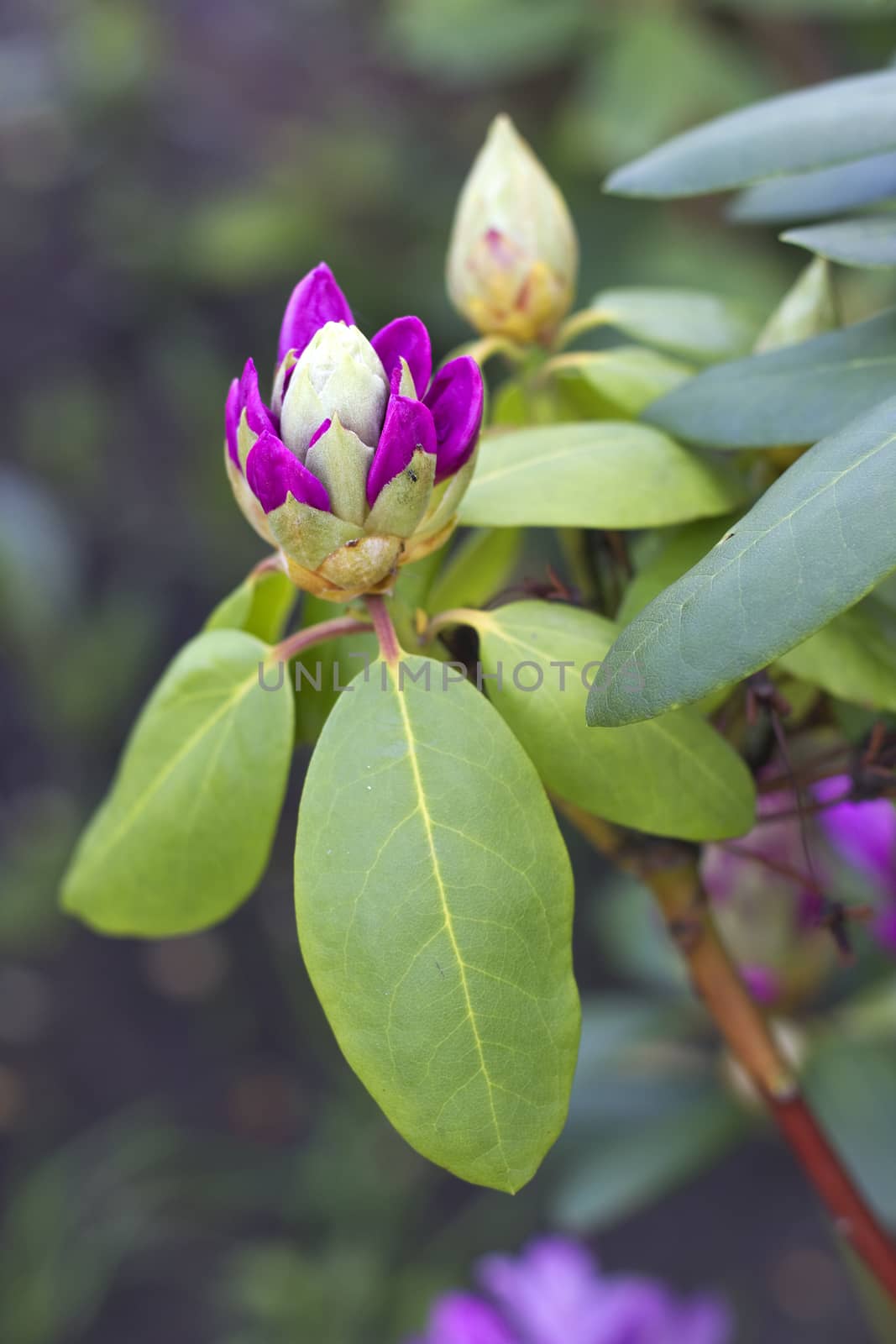 unopened Bud purple flower by psareva_olga
