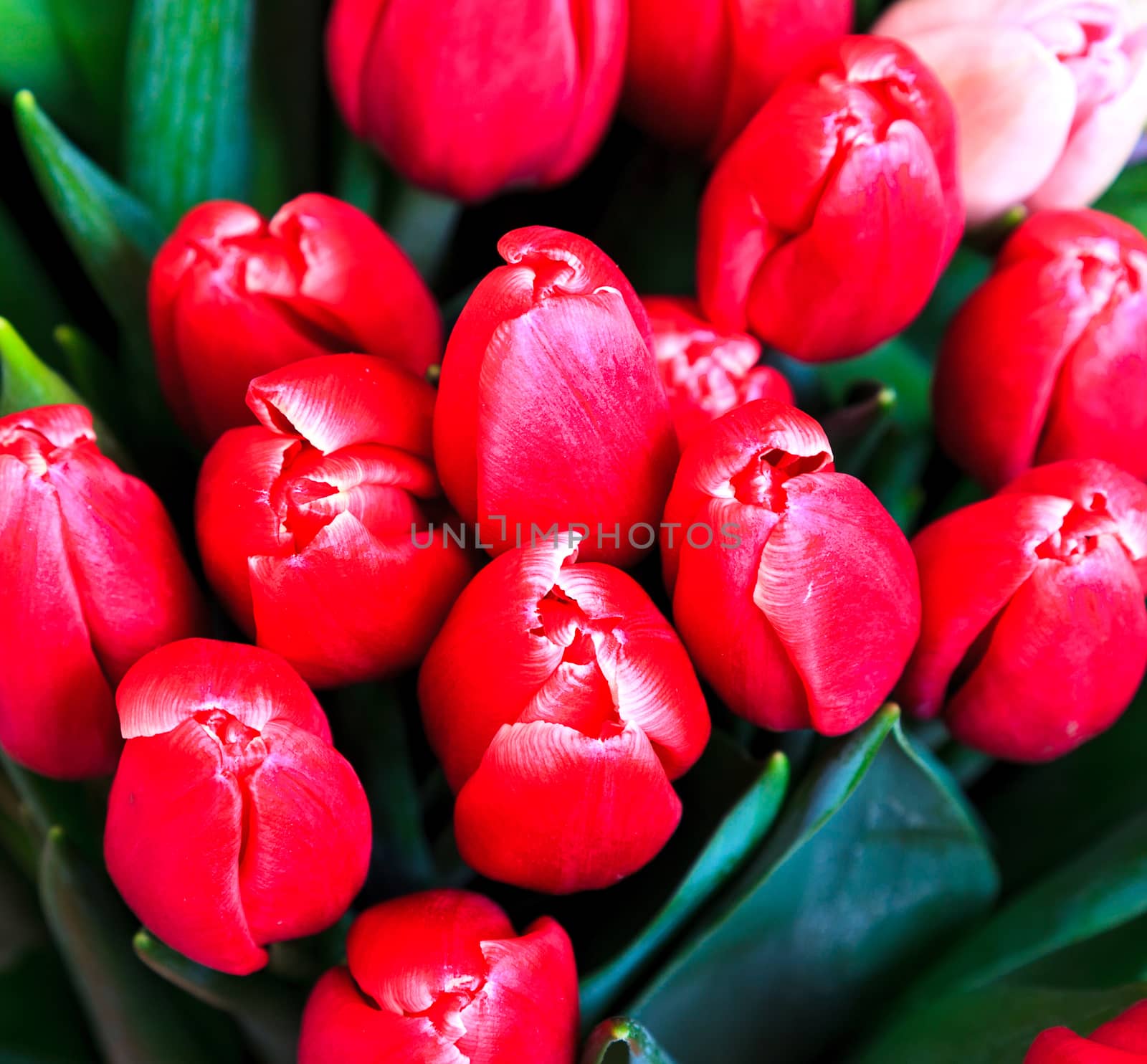 Red tulips by Nobilior