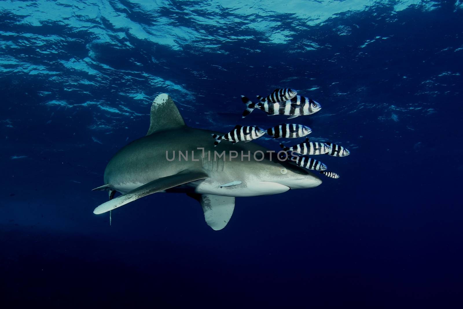 Dangerous big Shark diving safari wild  sea picture