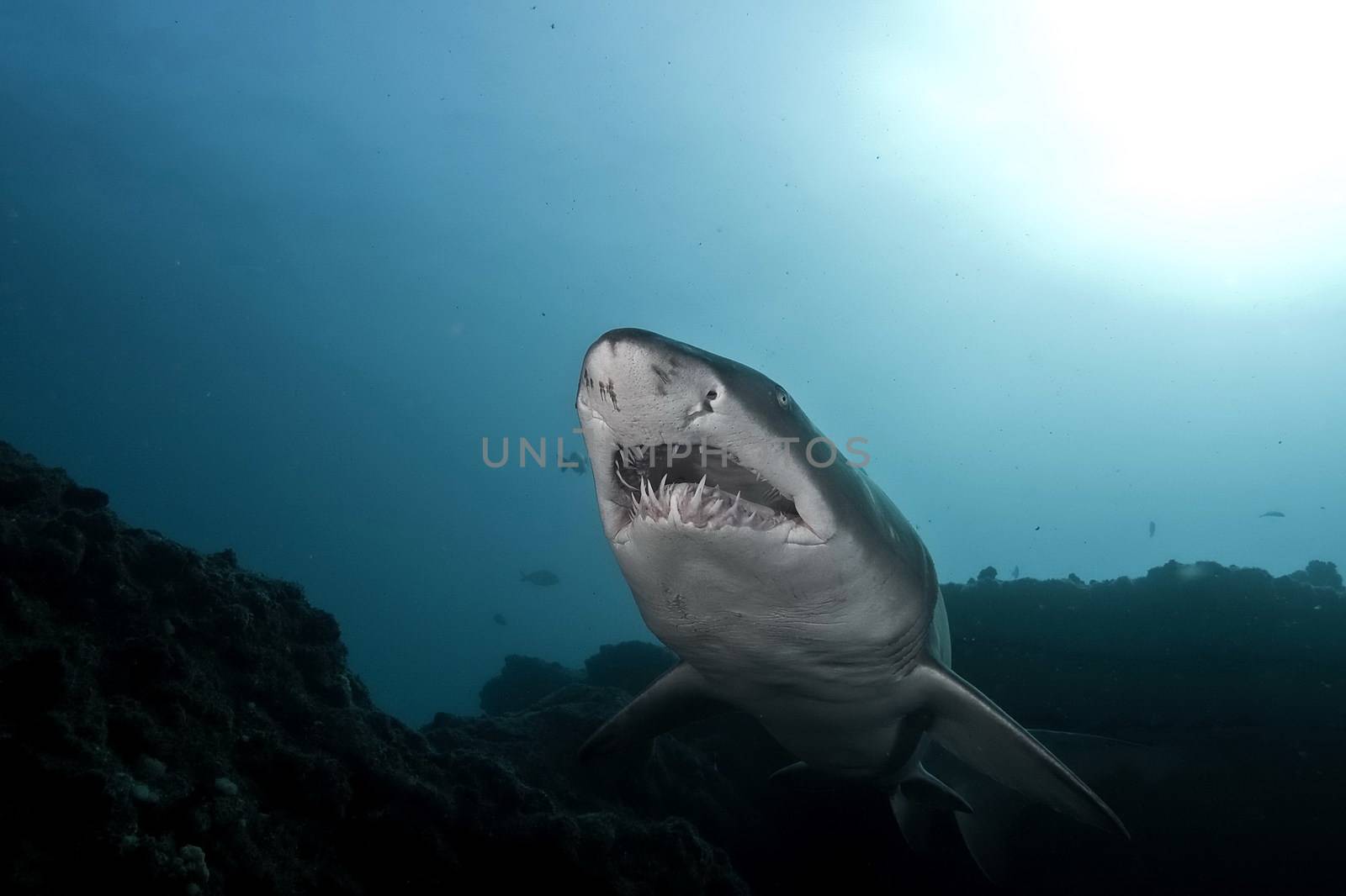 Dangerous big Shark diving safari wild  sea picture by desant7474