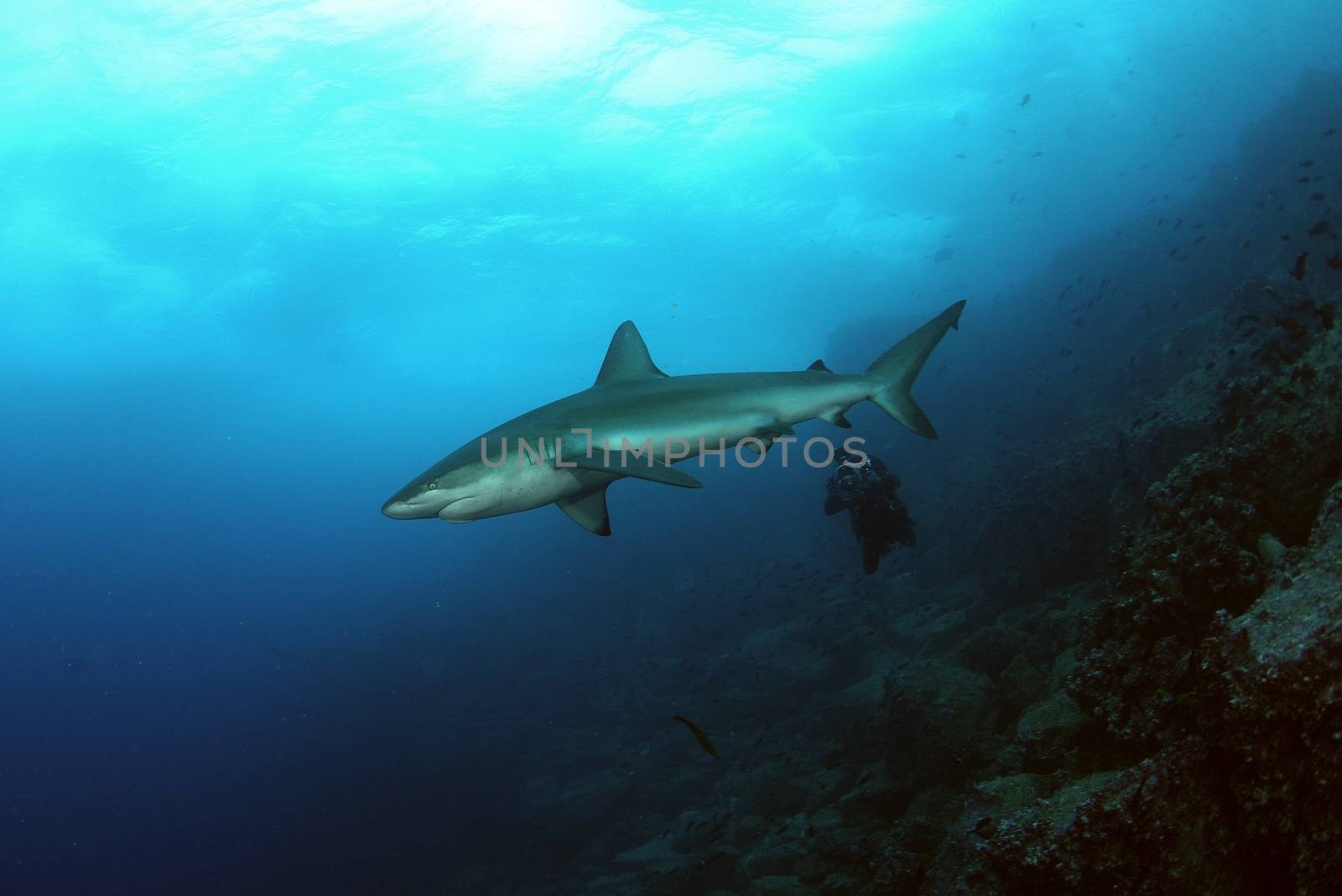 Dangerous big Shark diving safari wild  sea picture by desant7474