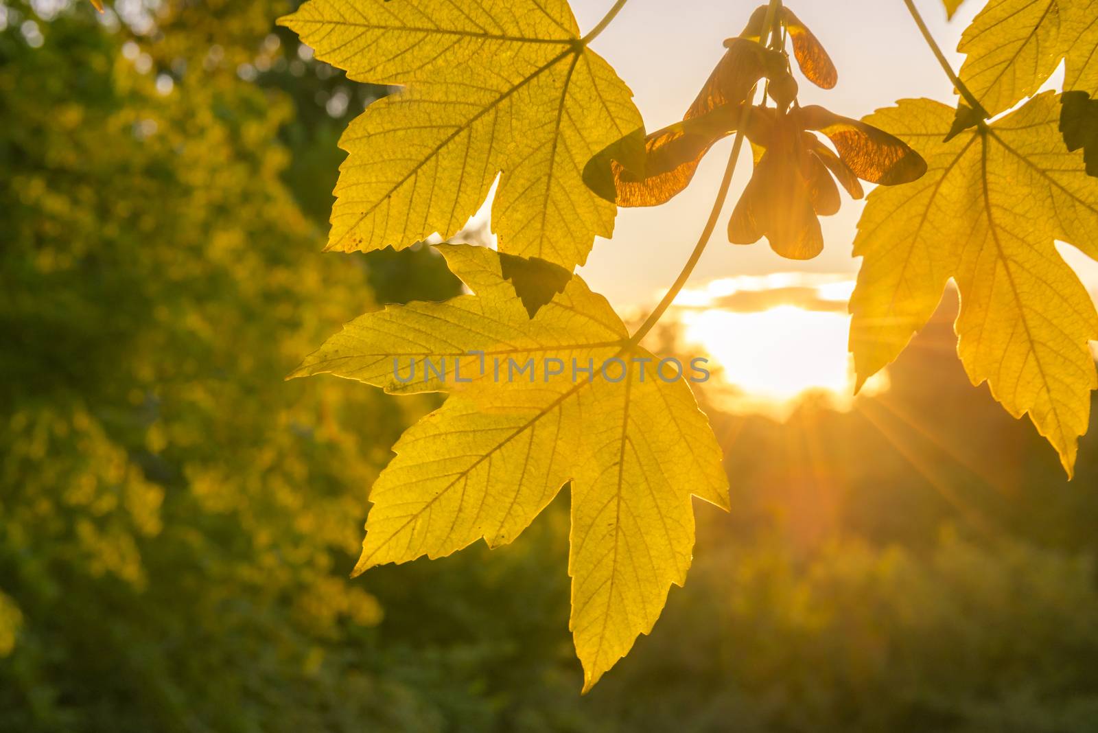 Warm, golden sun seen through tree leaves in autumn colors, with forest in the background. Image suitable for an autumn concept as a frame or background.