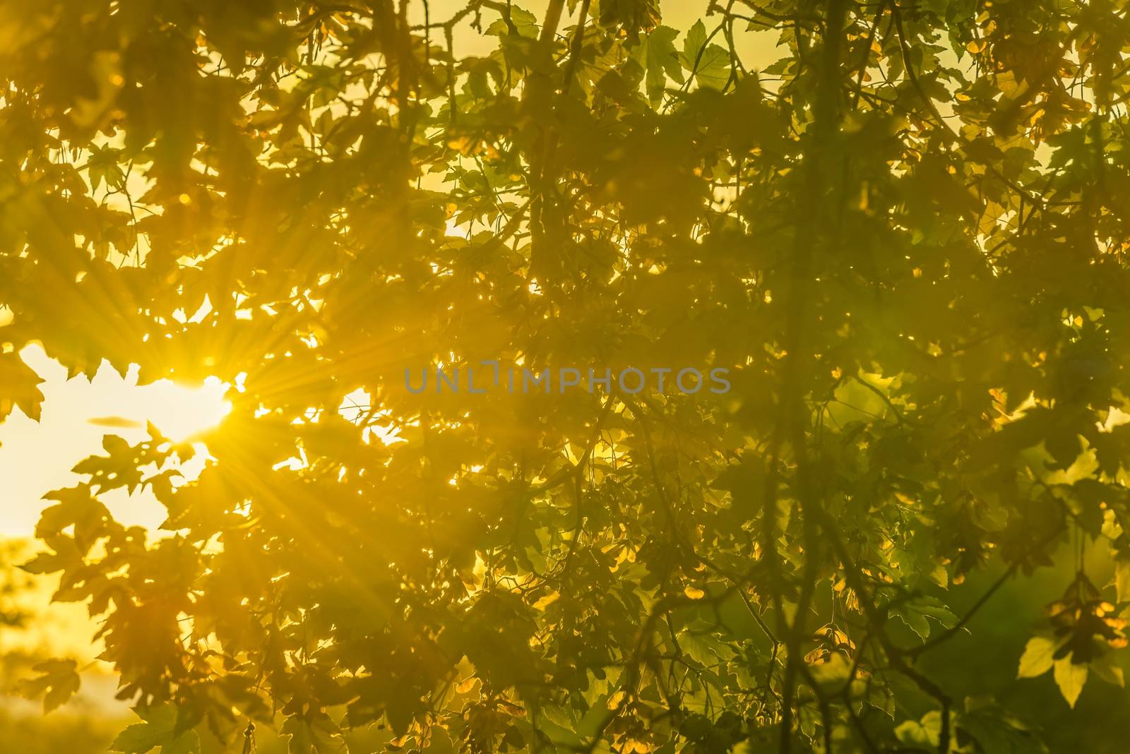 Great image as an autumn background with a shining sun, on the left corner, which enlightens the colorful leaves.