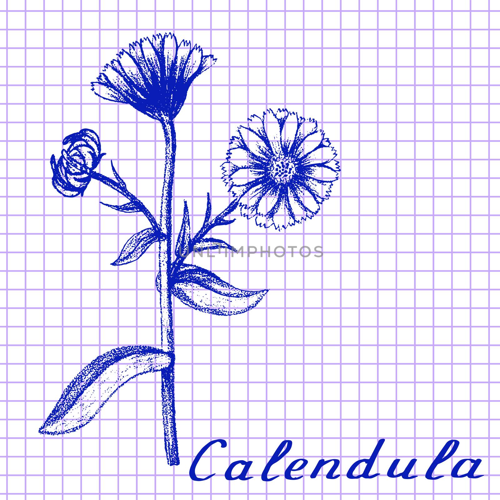 Calendula. Botanical drawing on exercise book background by Julia_Faranchuk