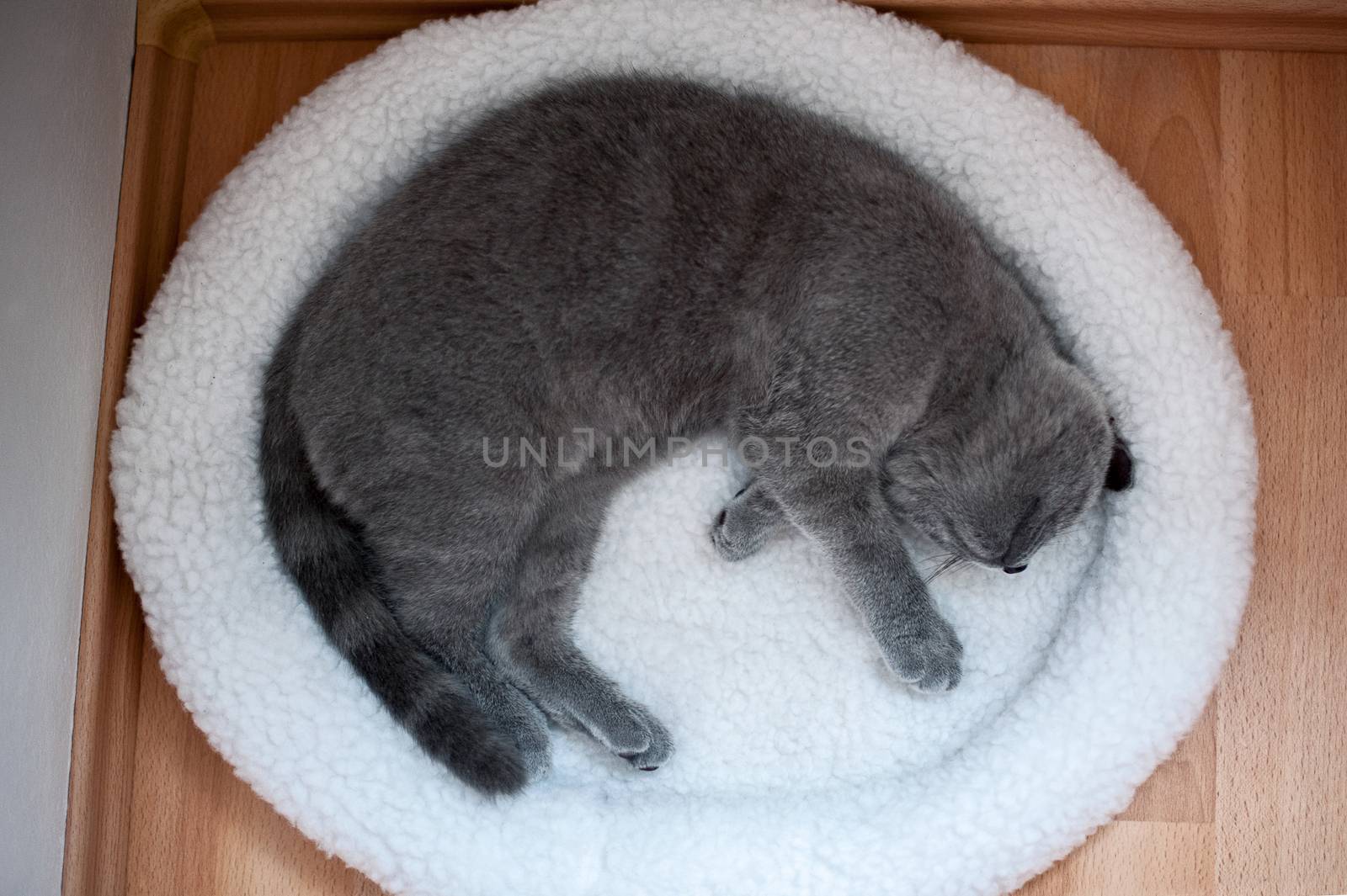 British short-hair cat sleeps in his soft white cozy bed on a floor, soft focus

