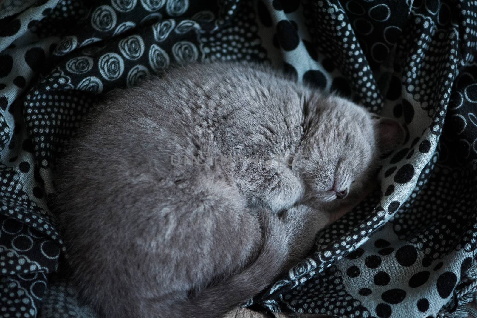 British short-hair kitten sleeps in his soft cozy bed 

