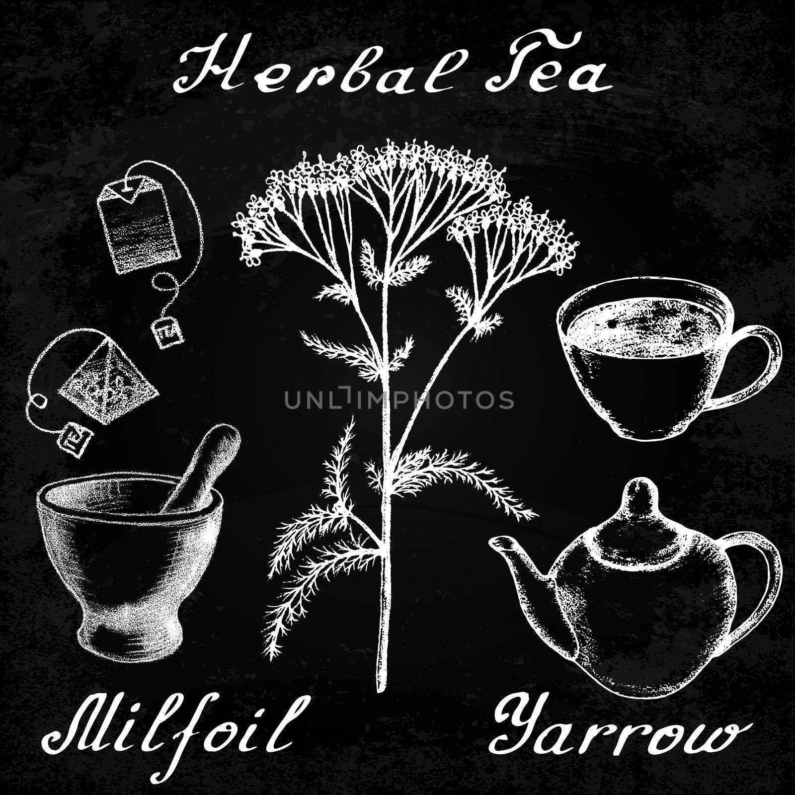 Yarrow Achillea millefolium hand drawn sketch botanical illustration. Utensils for tea. Vector illustation. Medical herbs. Effect of chalk board. Grunge background