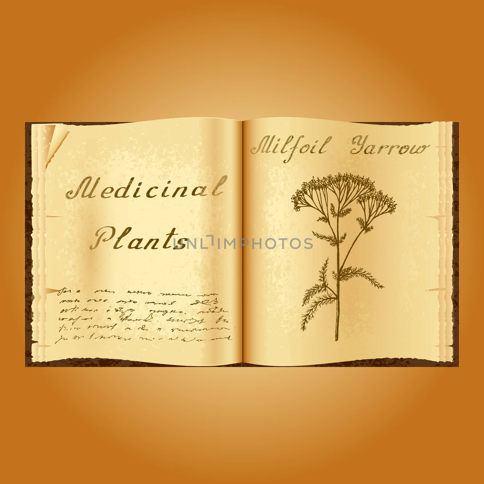 Yarrow Achillea millefolium . Botanical illustration. Medical plants. Old open book herbalist. Grunge background. Vector illustration