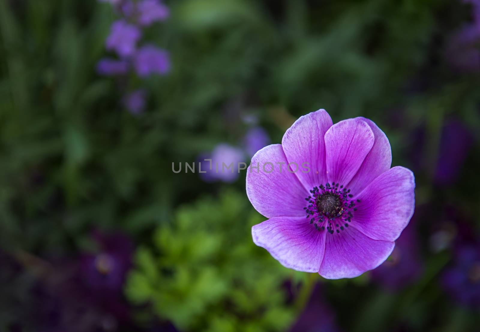 A beautiful purple flower with copyspace to the left