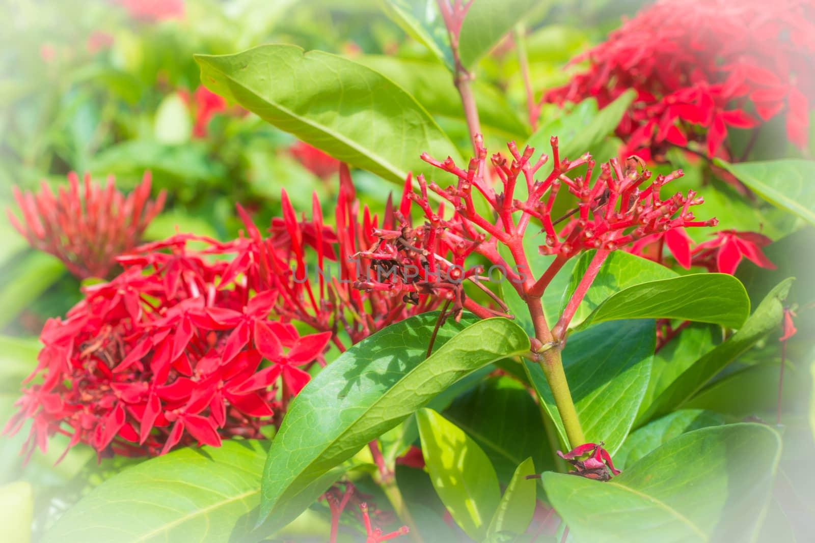 selective focus red  ixora flower