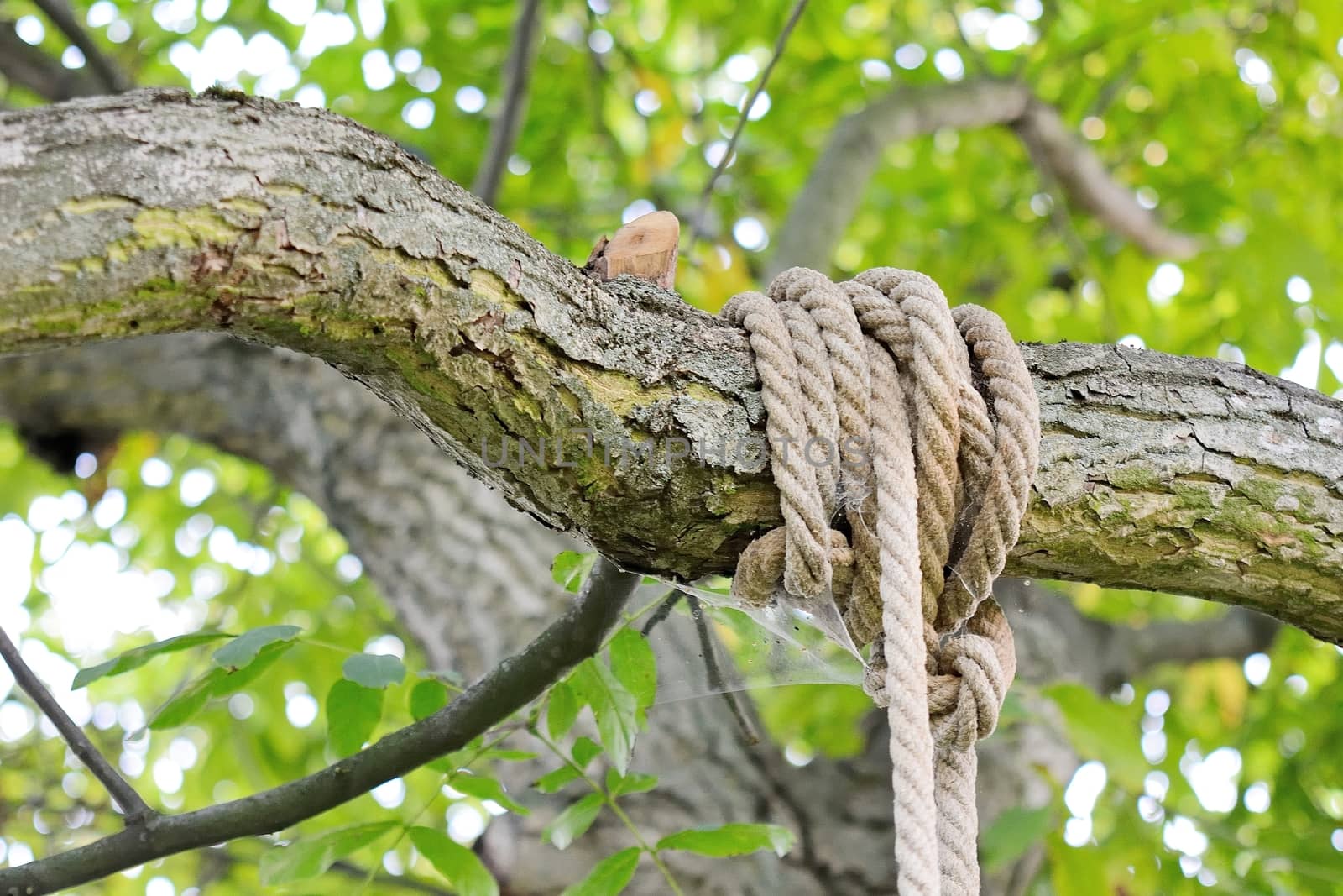 Old rope knotted around branch on tree.  