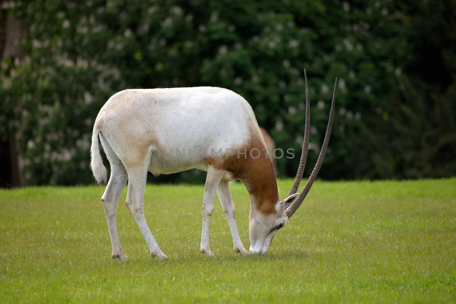 Scimitar-horned Oryx in fota wildlife park near cobh county cork ireland