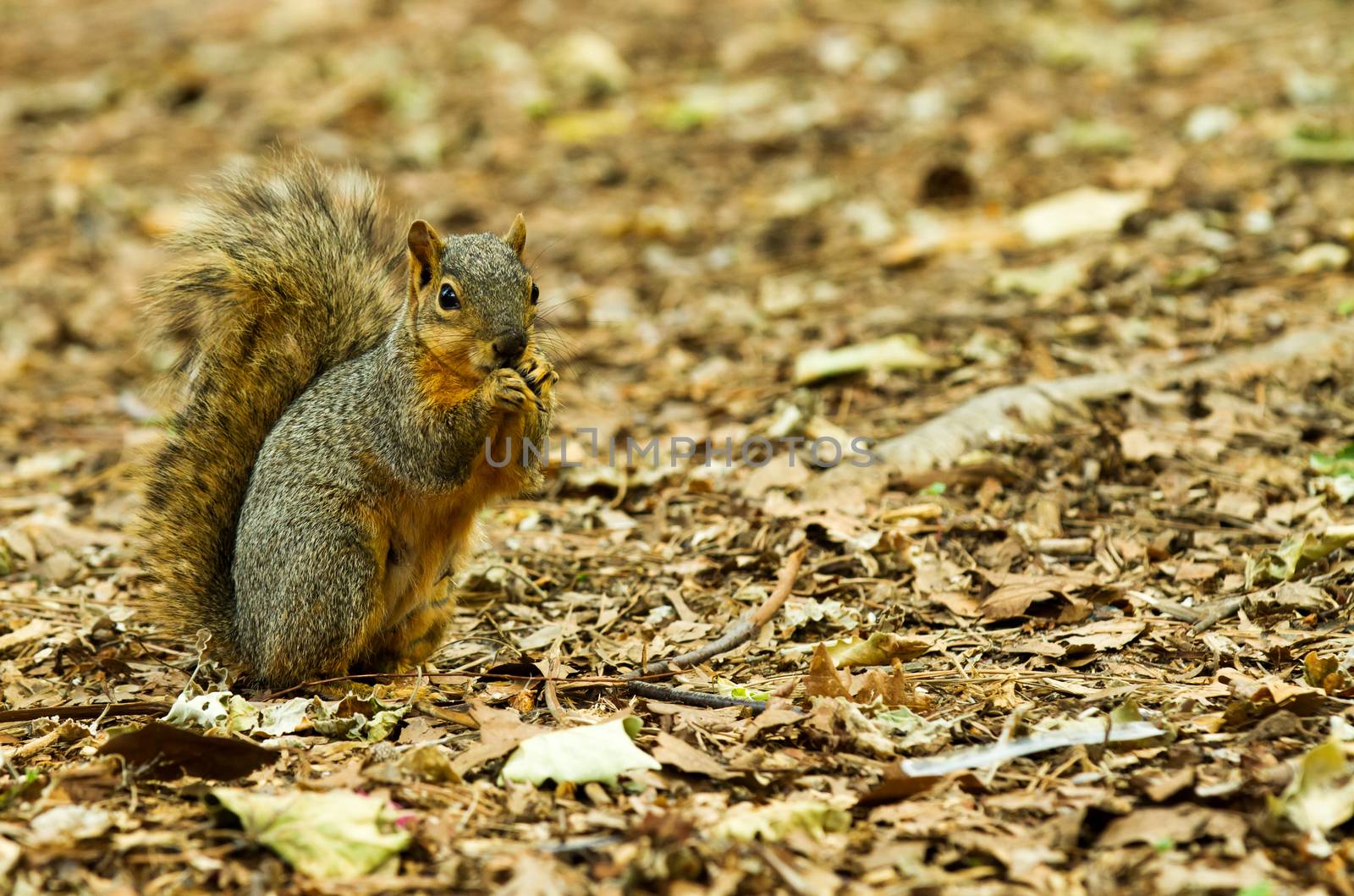 Squirell eating something while fall is in the air