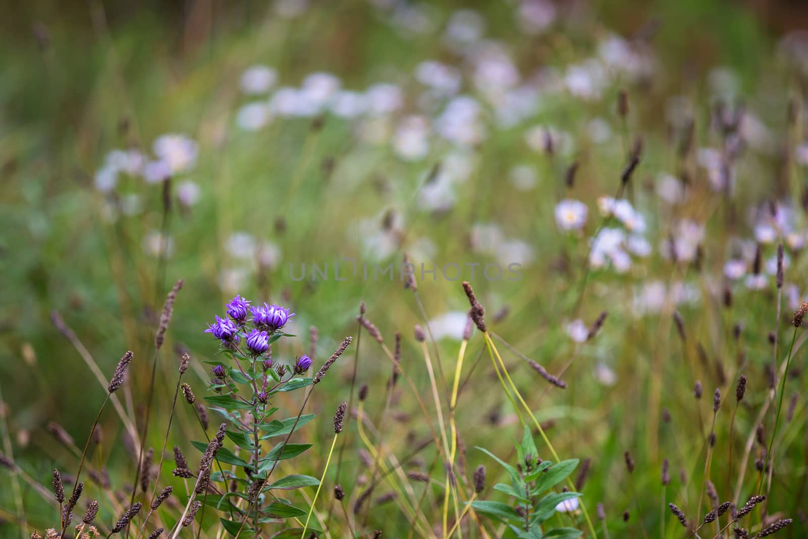 A grassy field with some purple flowers in bloom