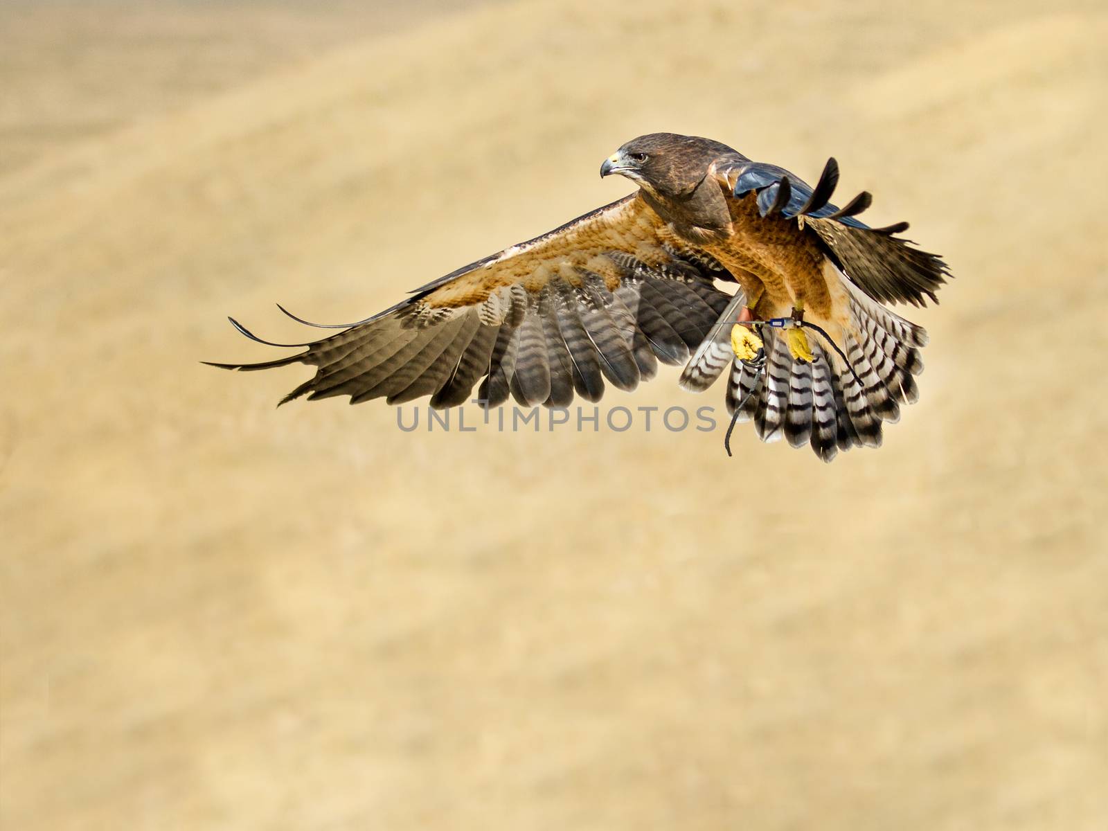 Bird flying while getting ready to go in to hunt it's prey 