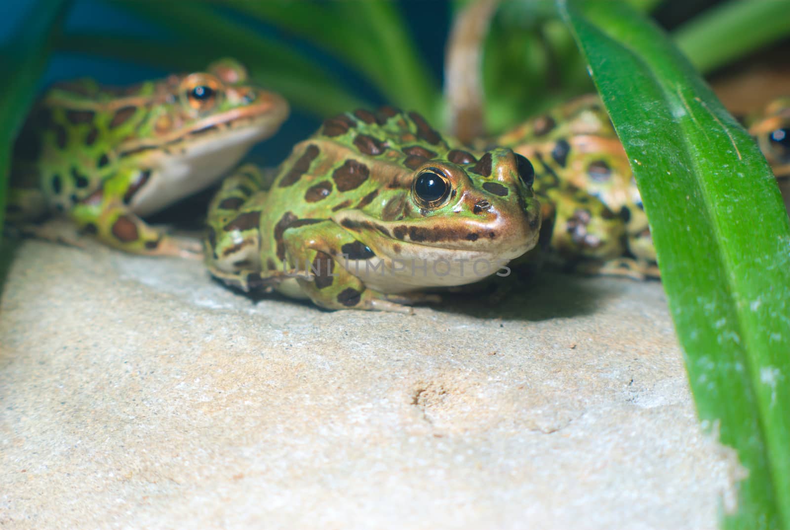 green leopard frog out of water resting on a rock