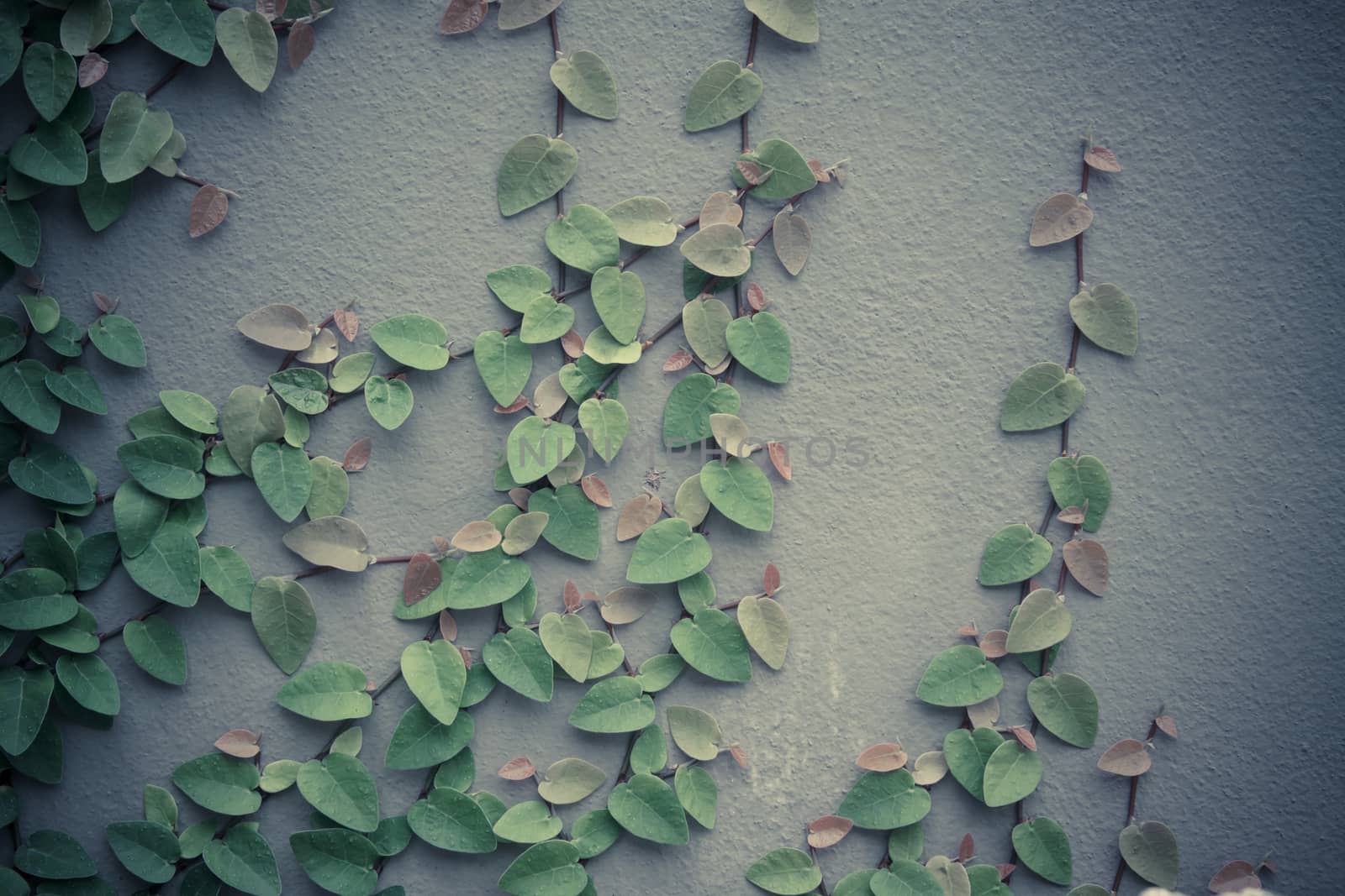 Creeper Plant on the wall background by worrayuth