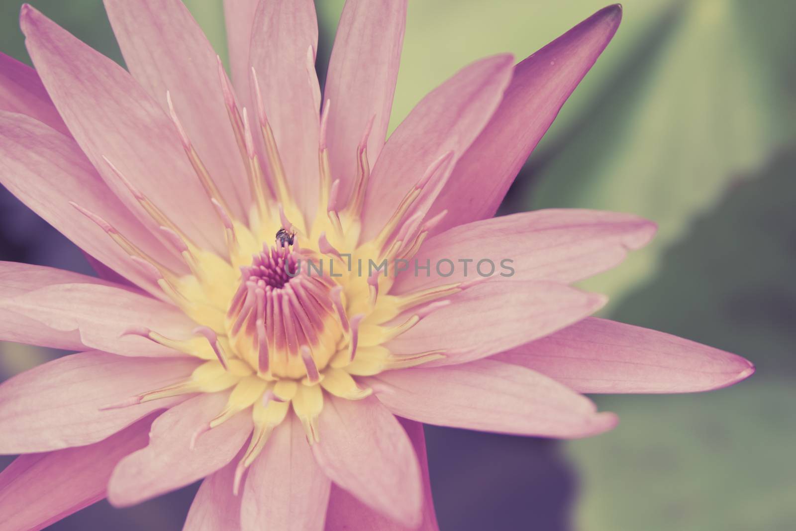 Lotus flower in pond by worrayuth