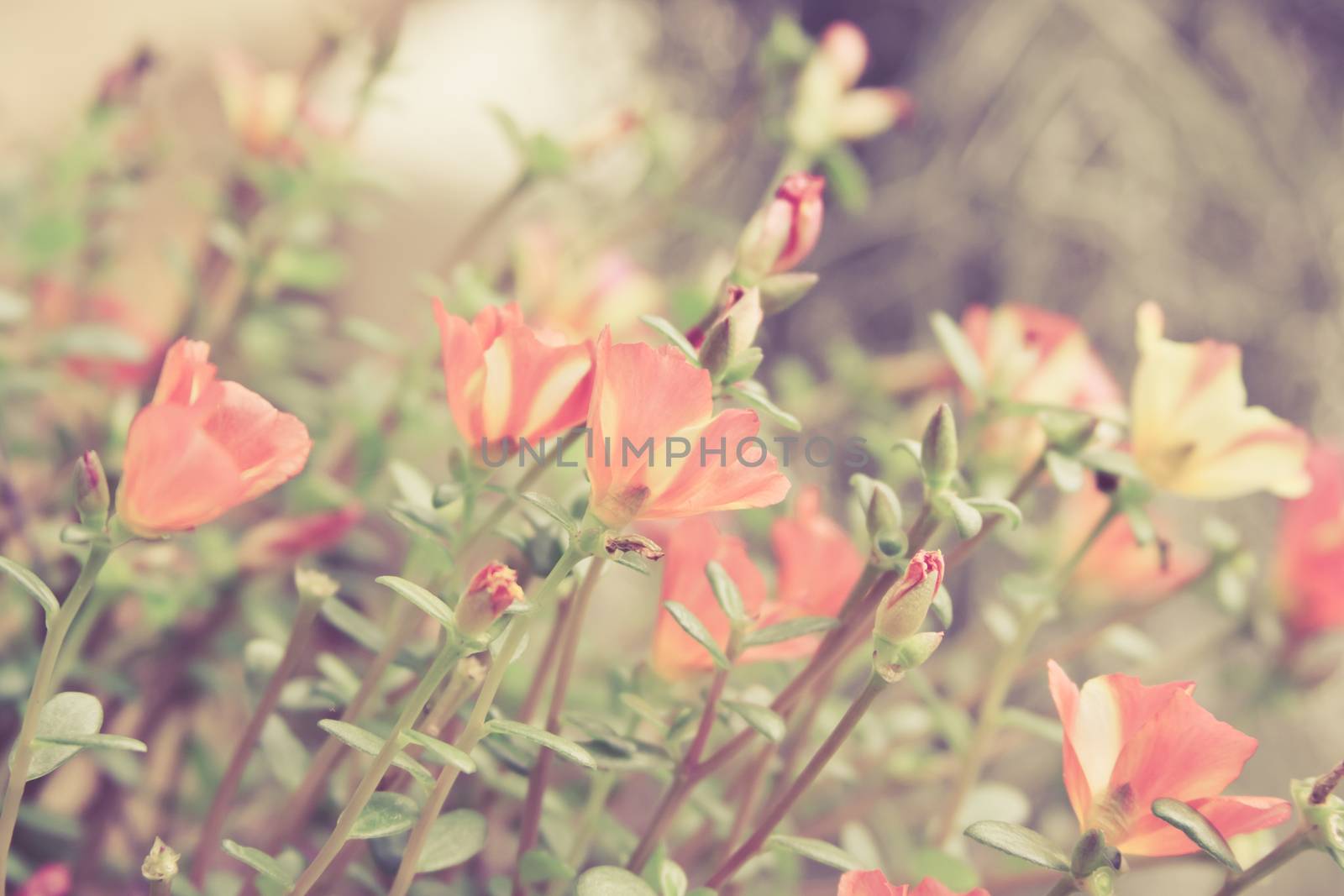 Small flower garden in beautiful bright colors ,vintage background by worrayuth