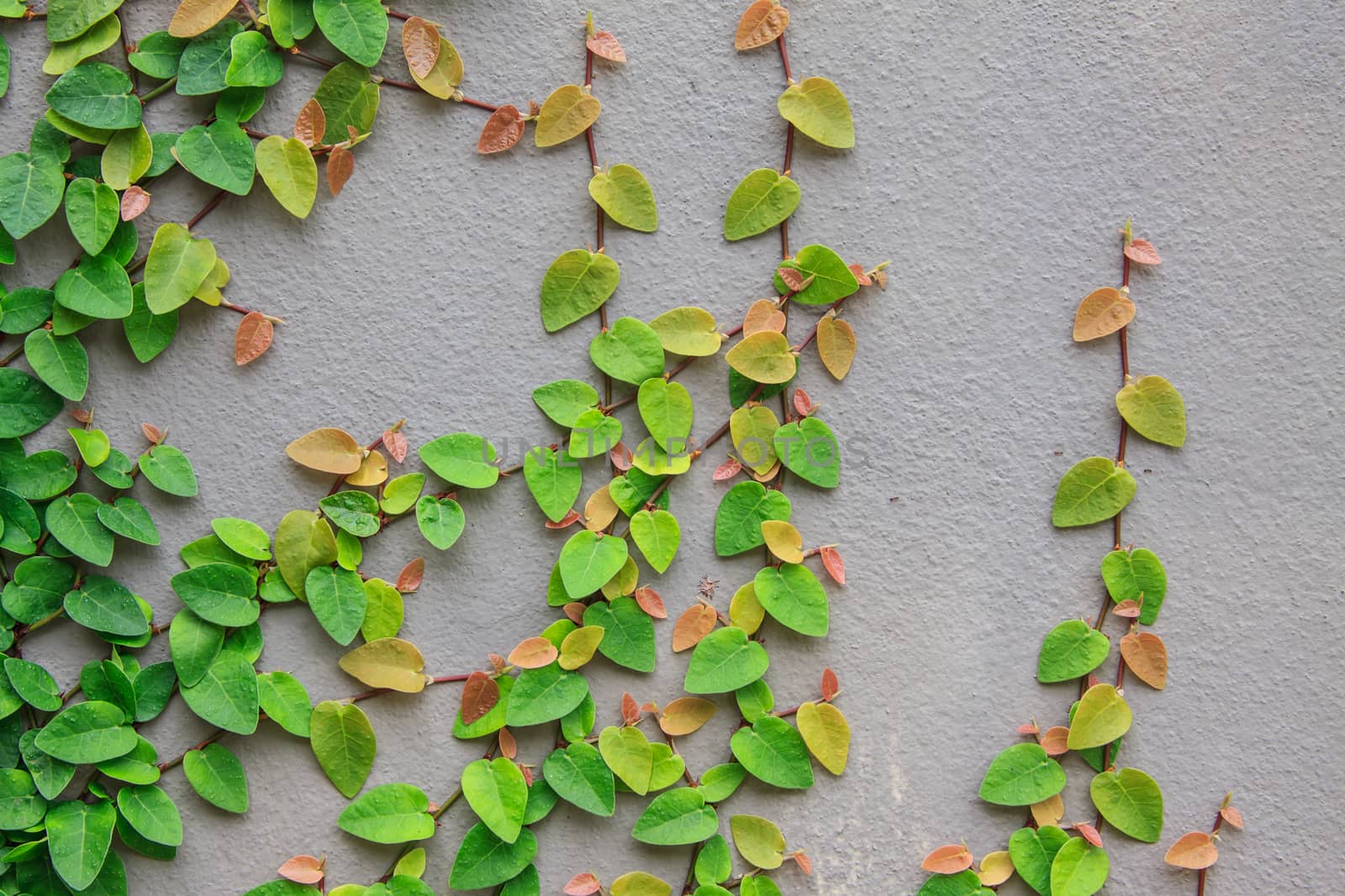 The Green Creeper Plant on the Wall by worrayuth