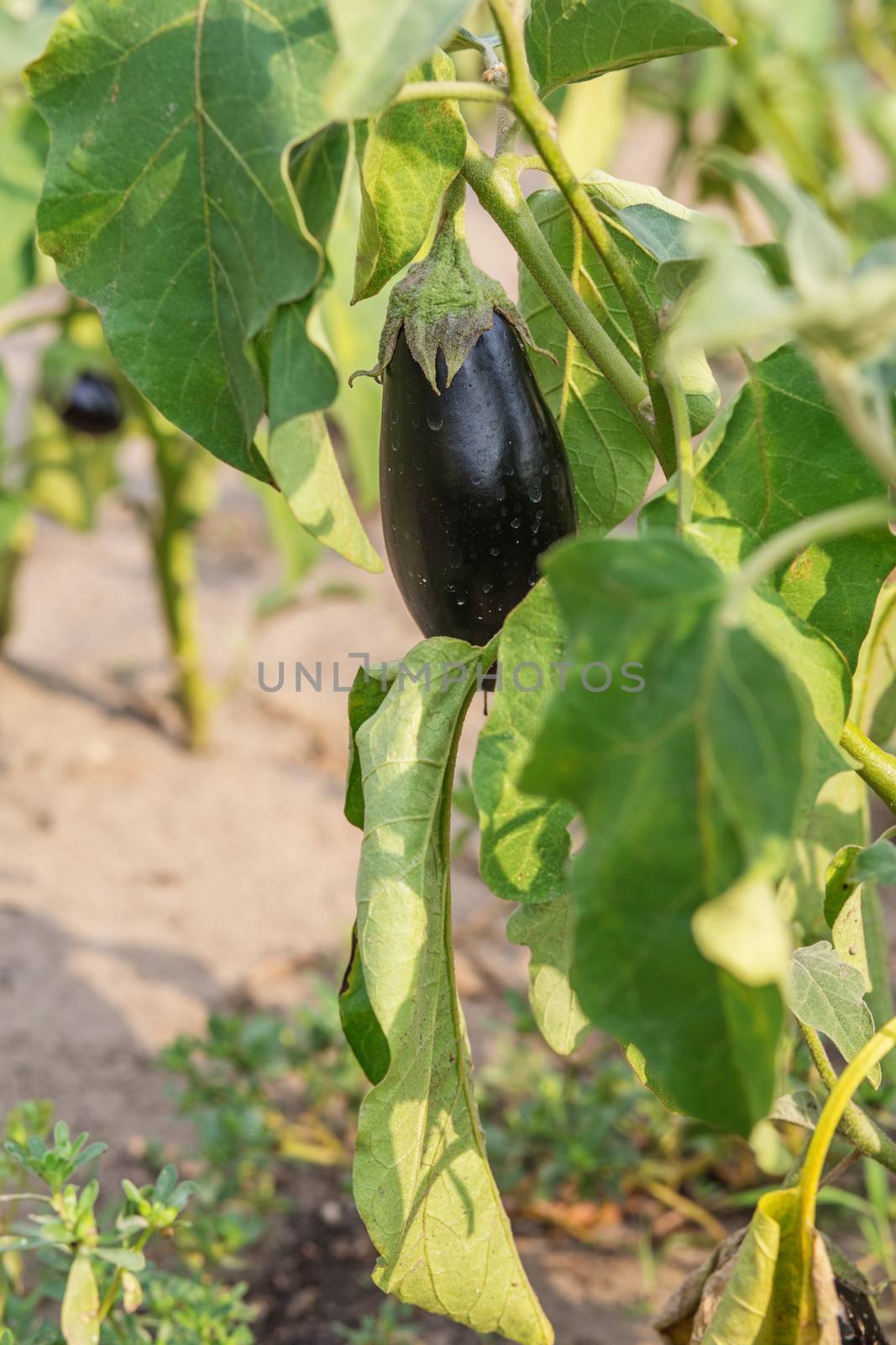 Eggplant growing on the vine. Eggplant Garden Vegetable Young Raw and Organic