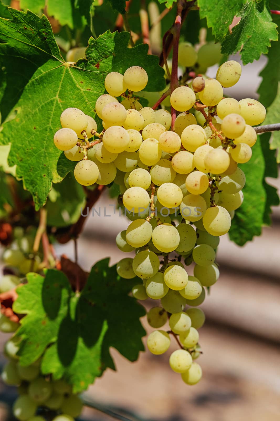 Large bunch of white wine grapes hang from a vine. Ripe grapes with green leaves. Wine concept.