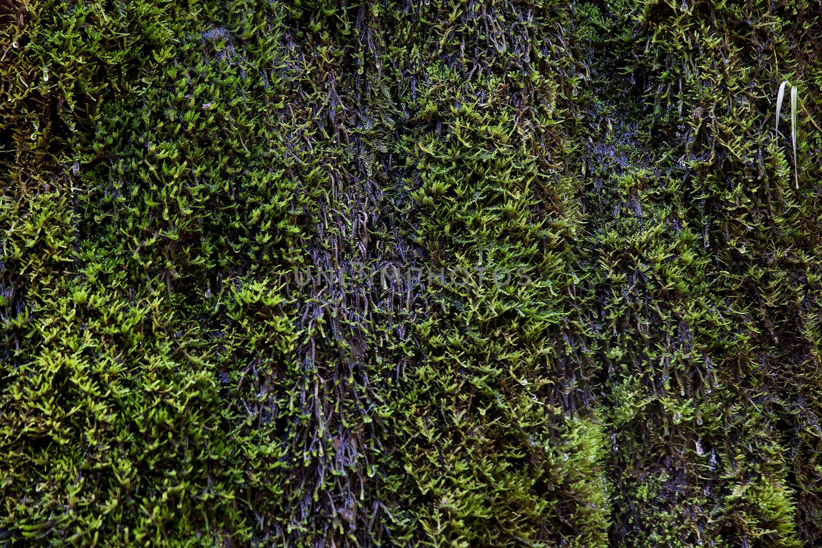 Green wet moss with dropping water, suitable for background. Horizontal image.