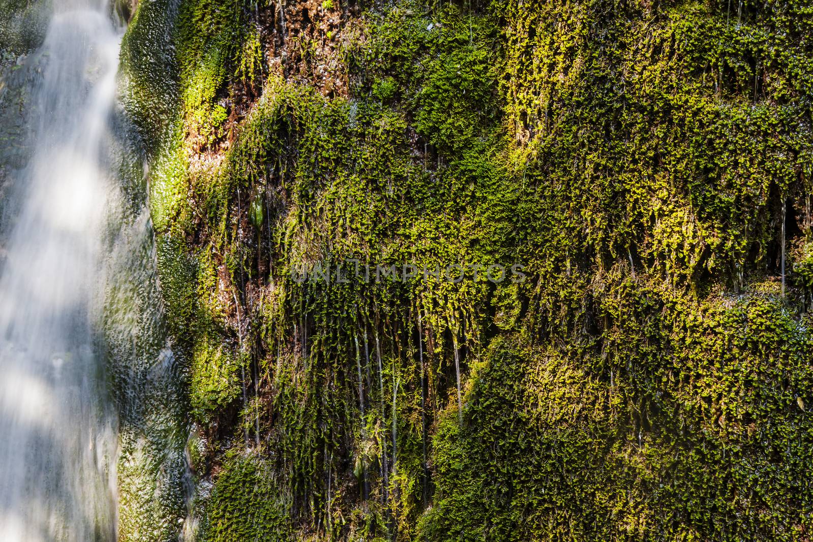 Green wet grass with dropping water and a waterfall in the background. Horizontal image.