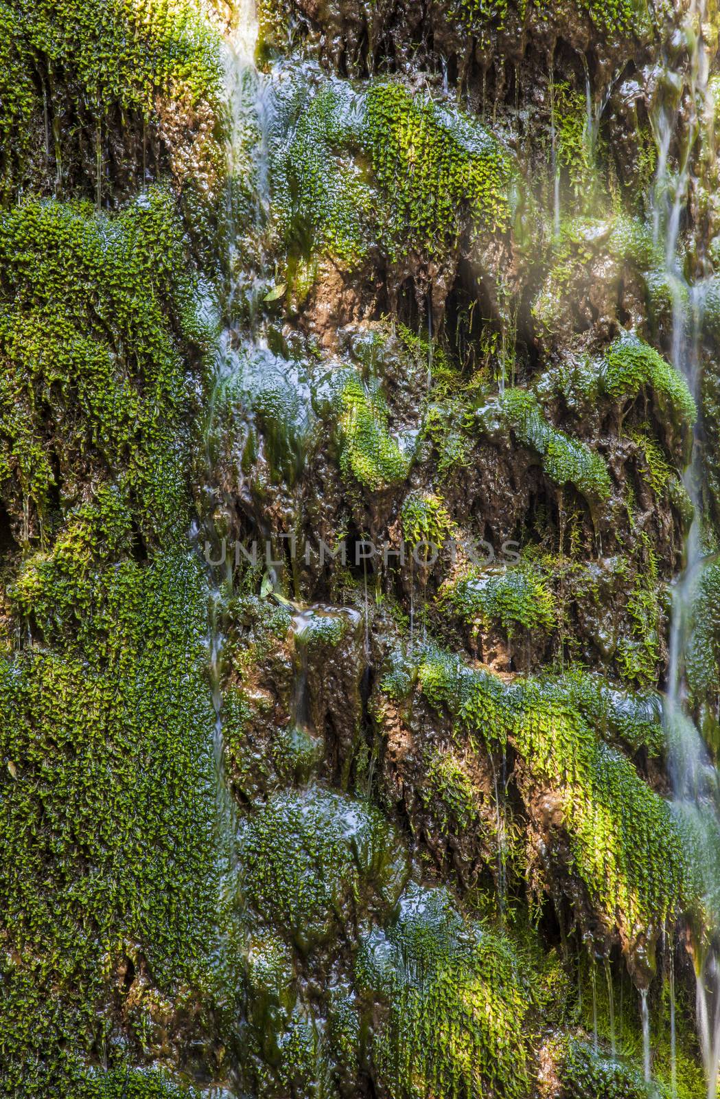 Green wet grass in a waterfall with sun spots over it. Vertical image.