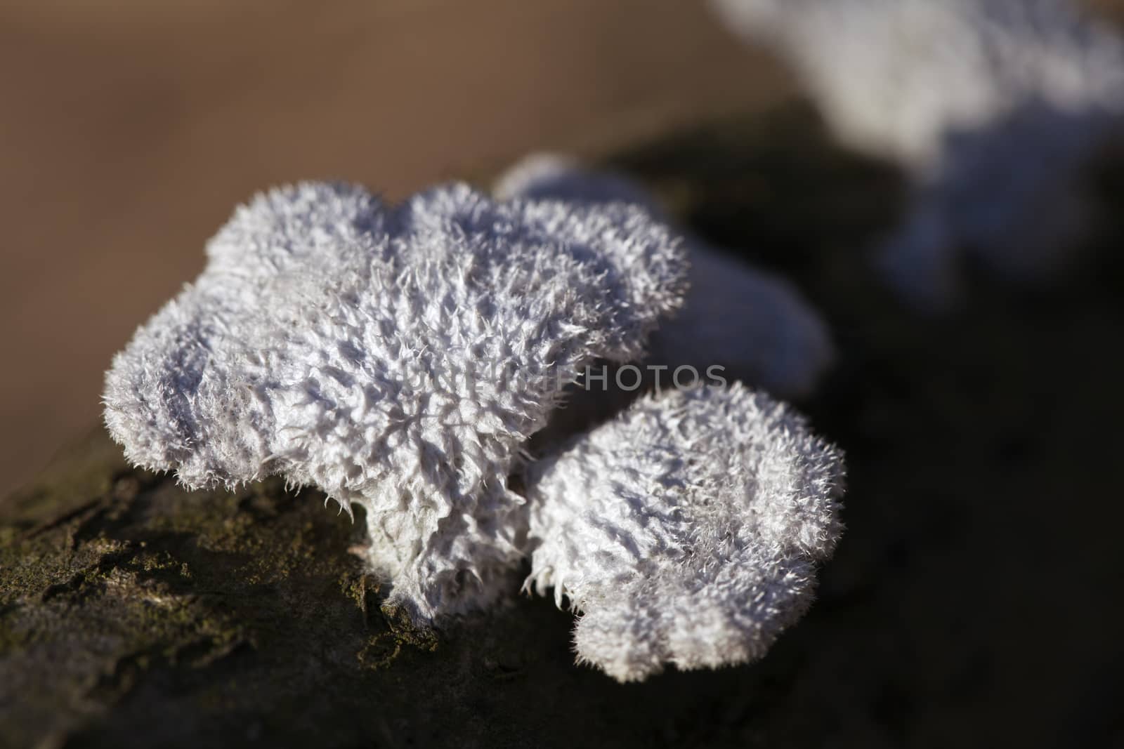 Lichen growing on a dead tree, macro shot
