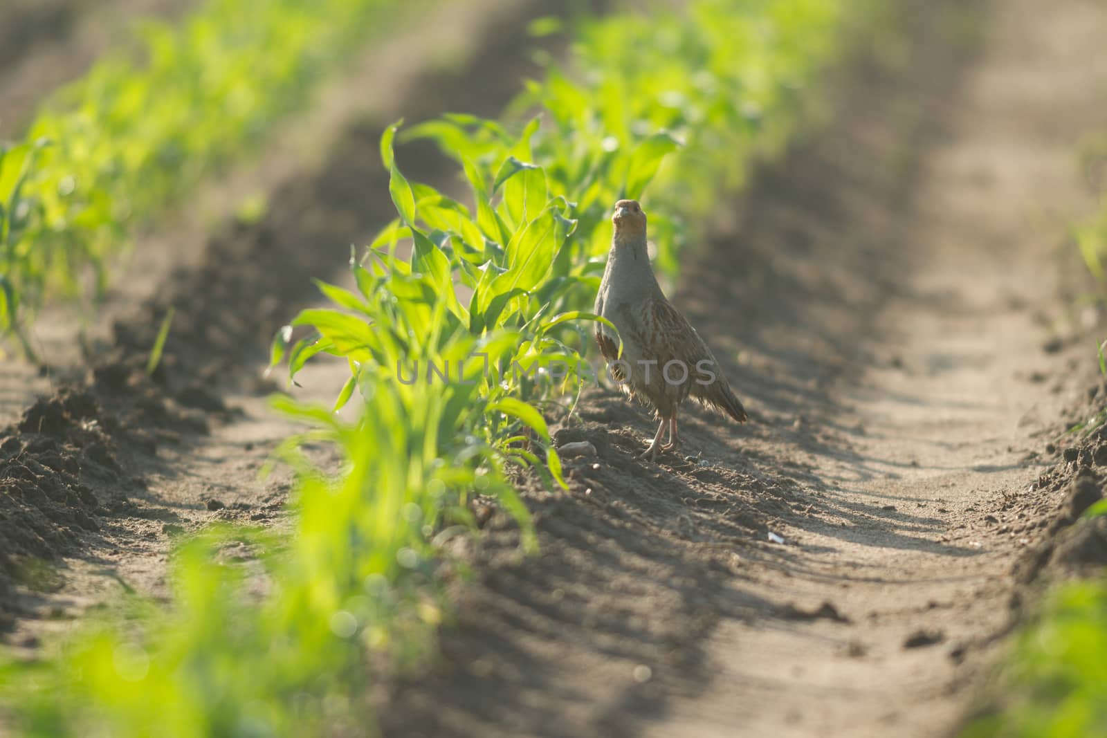 agricultural field, nature and agriculture farming series