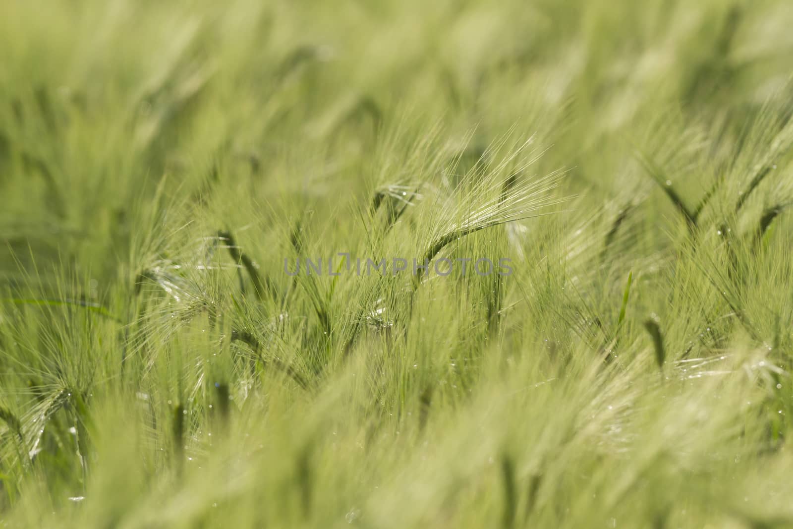 agricultural field, nature and agriculture farming series