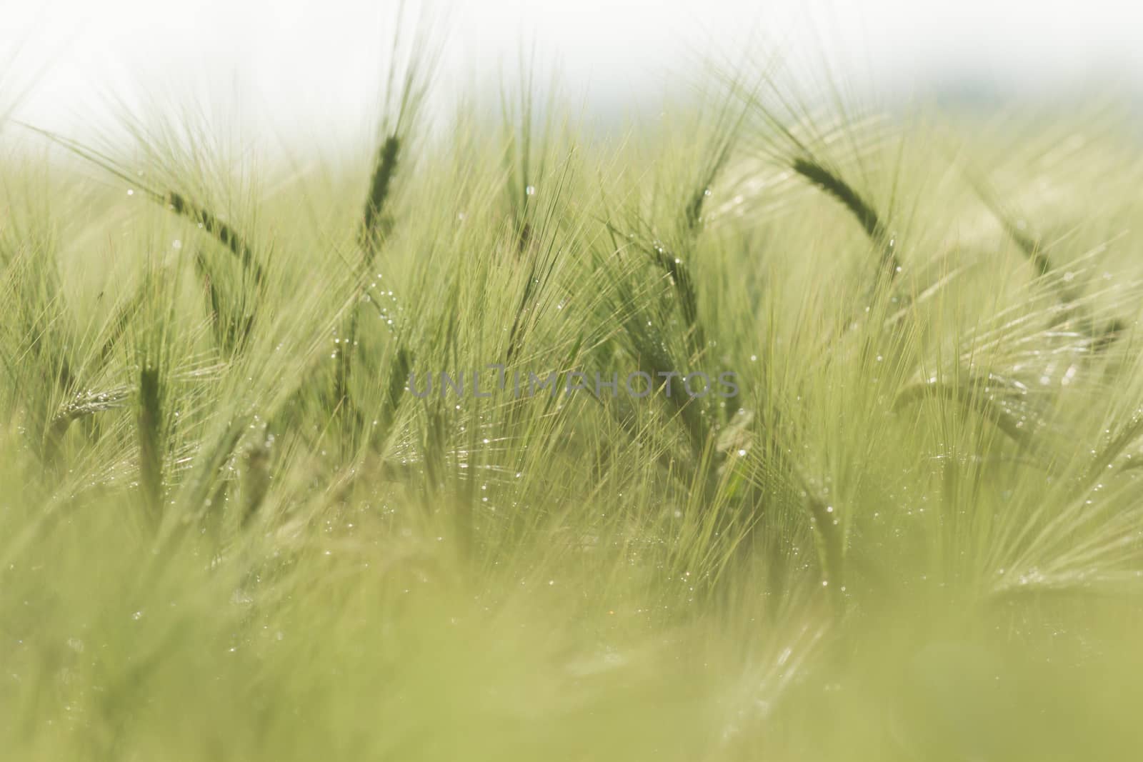 agricultural field, nature and agriculture farming series