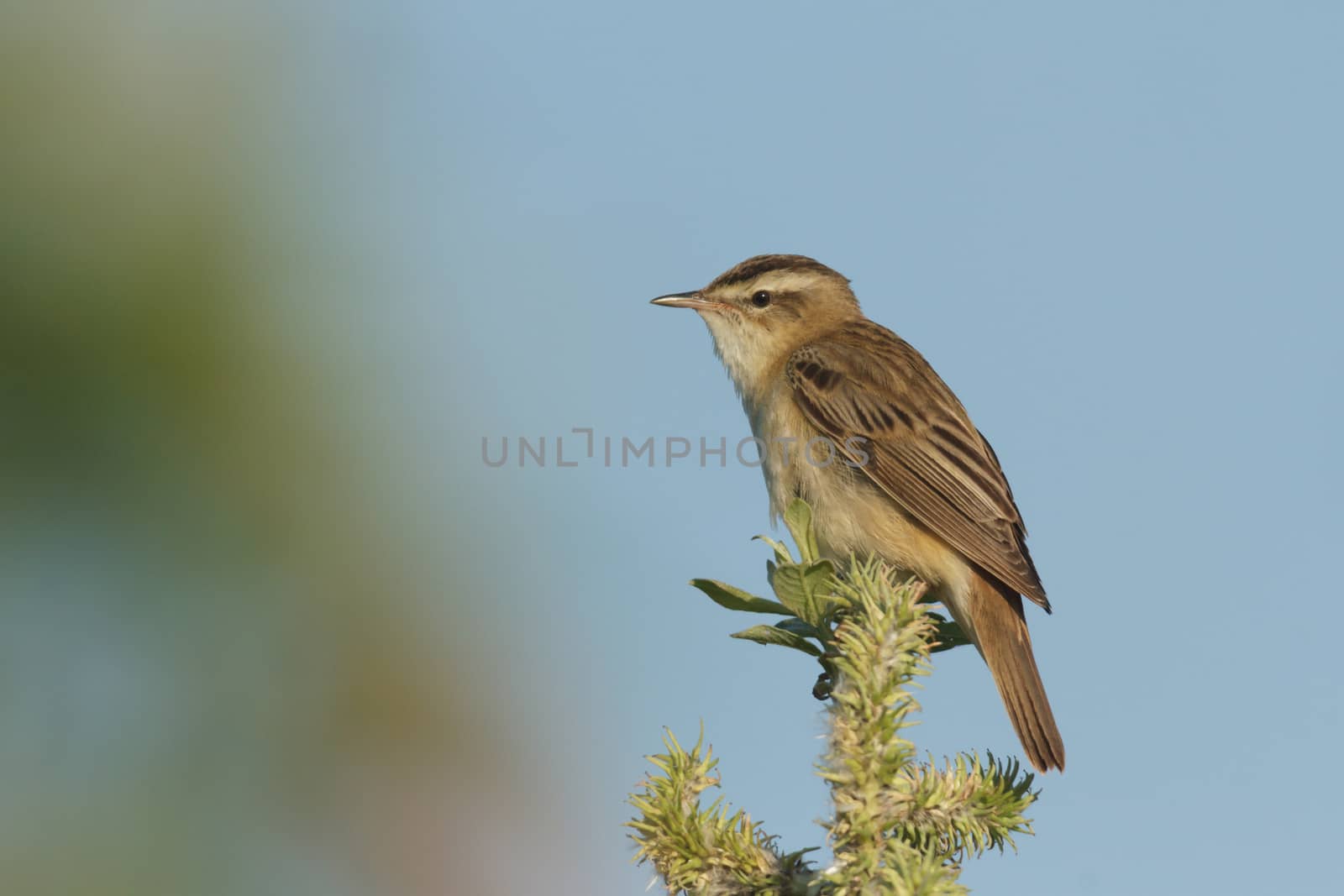wild bird in natural habitat, nature series