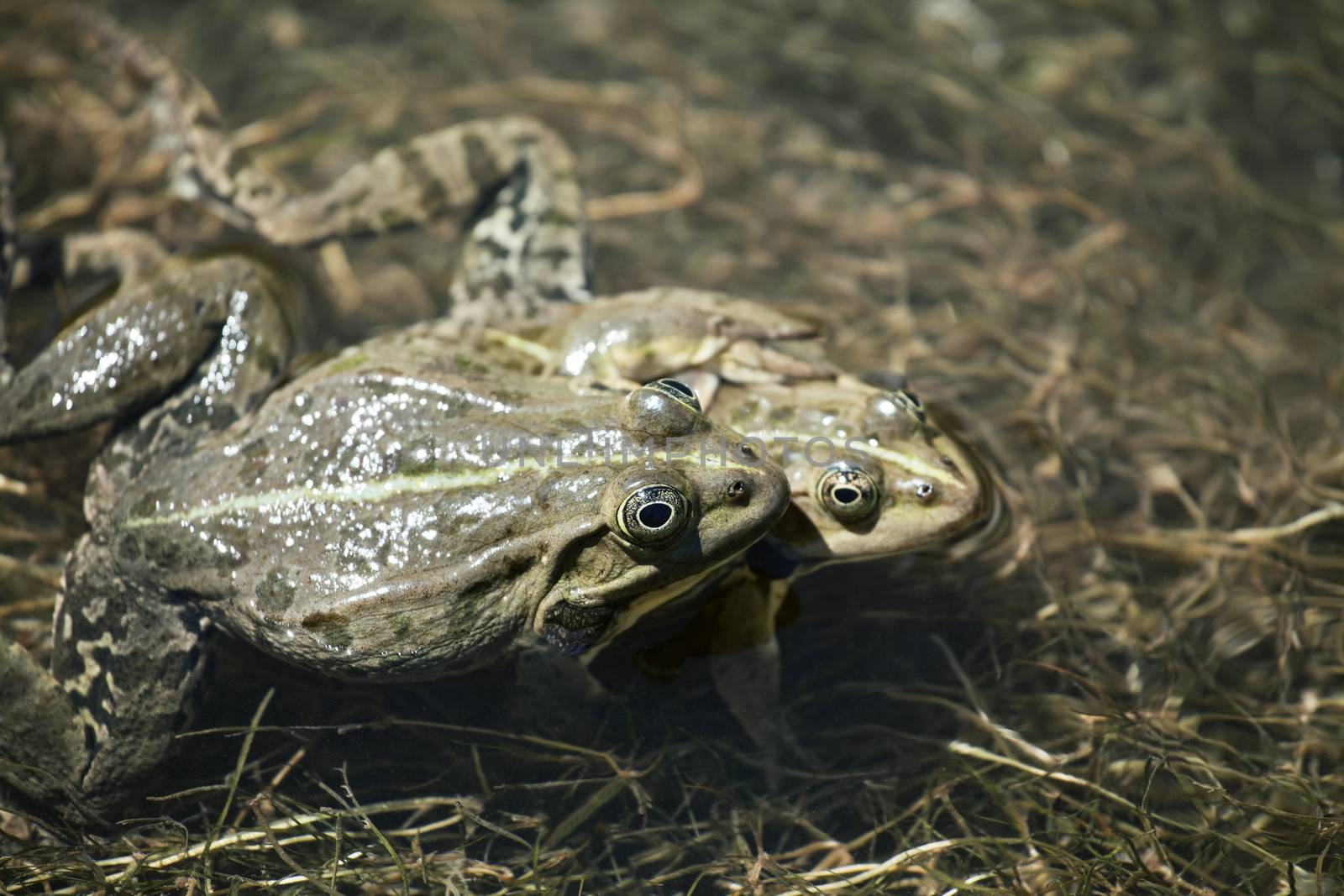 Two frogs mating in the water in spring