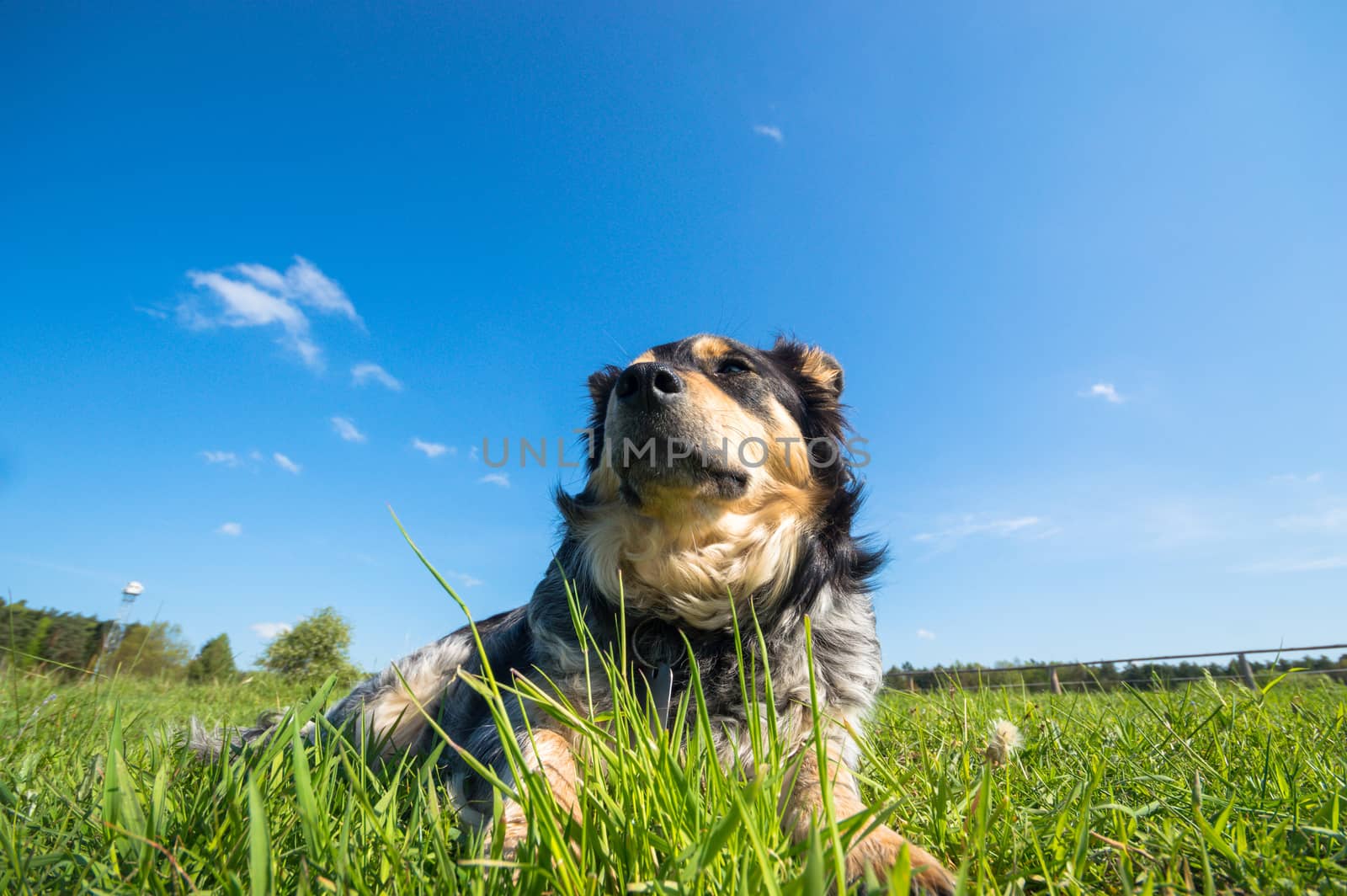 funny dog in sunny day, animals series
