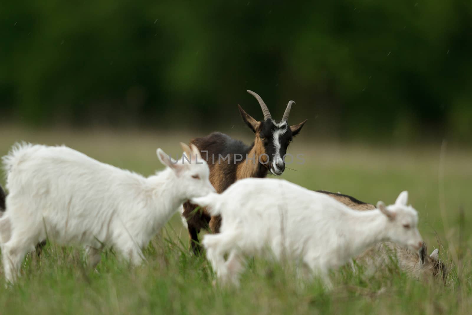 goat on summer pasture, nature series