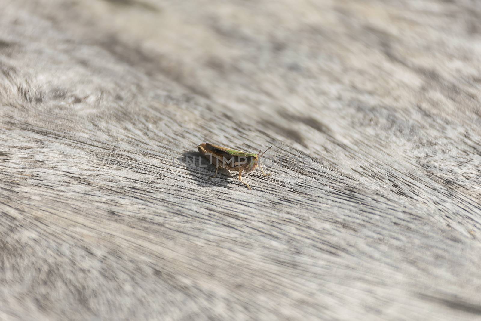 close up grasshopper on wood. by sky_sirasitwattana