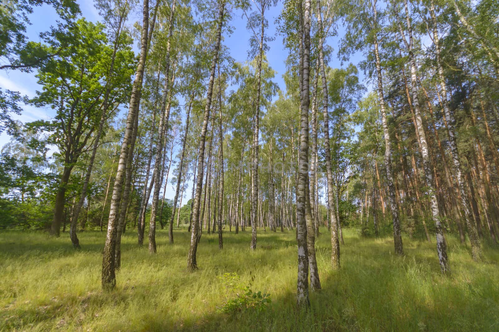 natural green colorful rural meadow, nature series