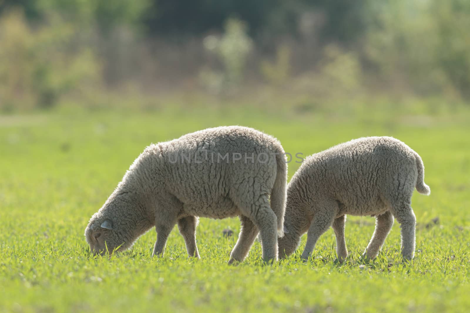 sheep on grass with blue sky, some looking at the camera