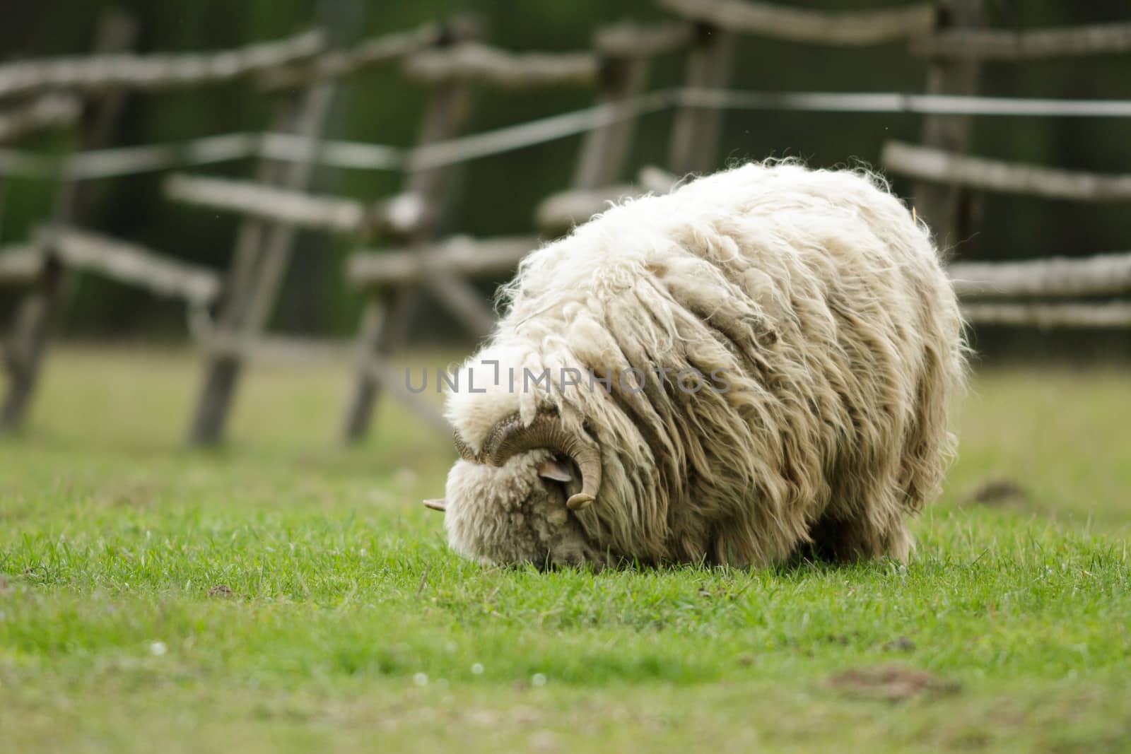 sheep on grass with blue sky, some looking at the camera