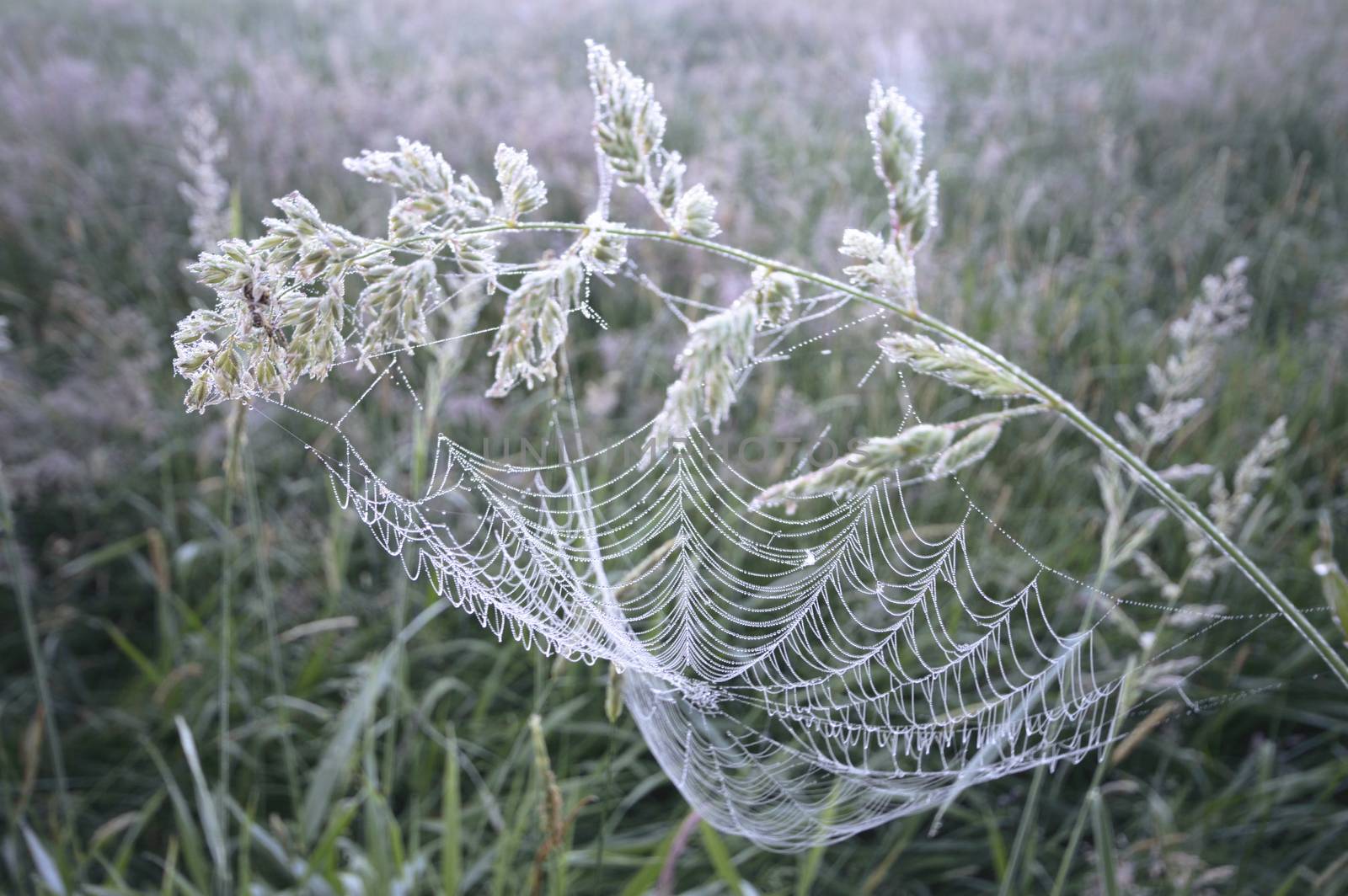 spider web with colorful background, nature series