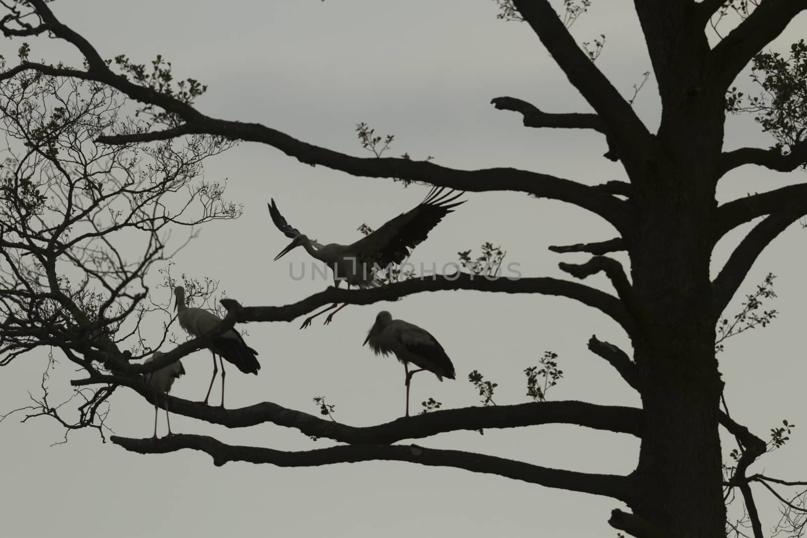 storks on green grass in sunny day, nature series