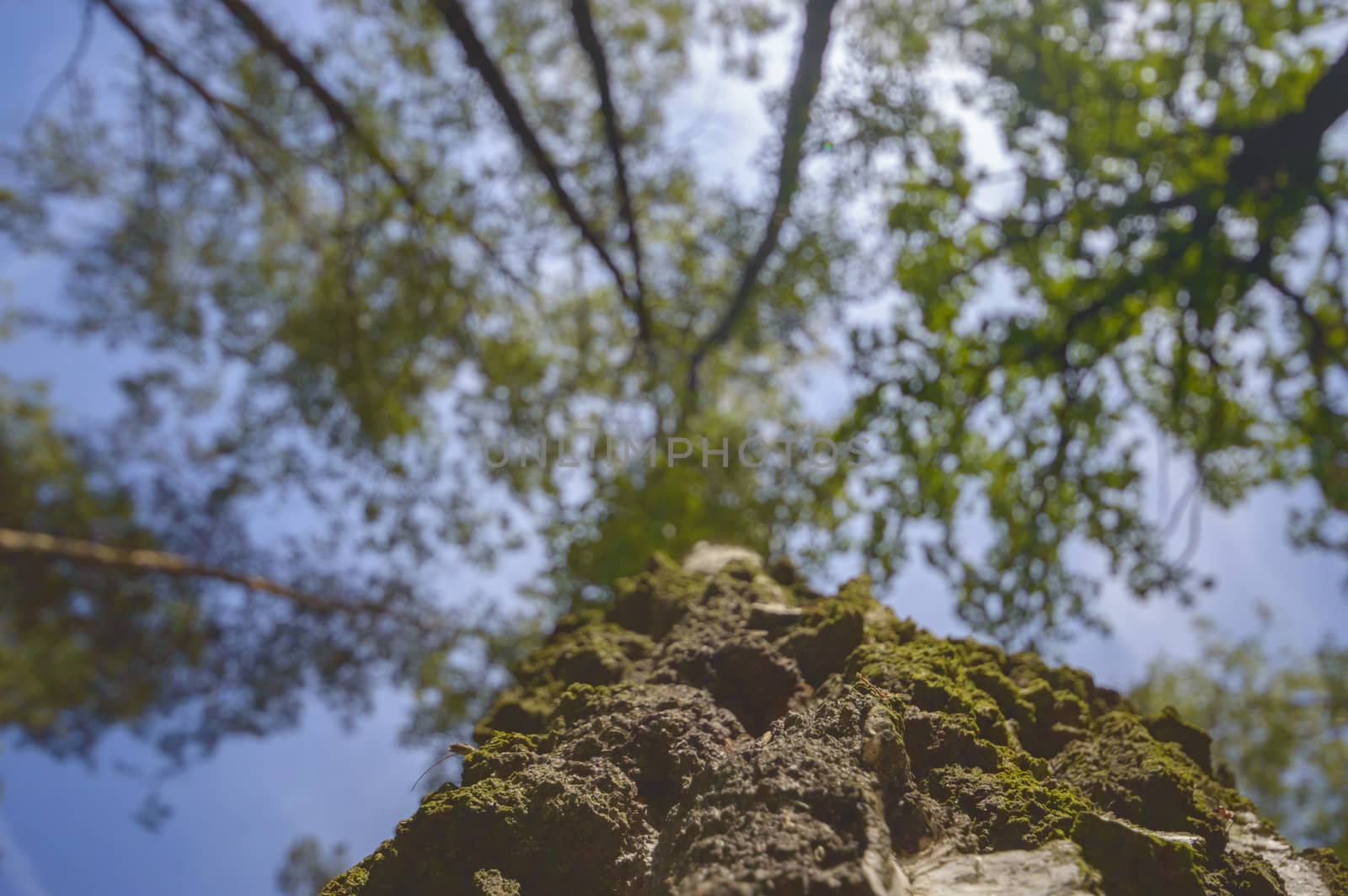 old big tree on color background with blue sky, nature series