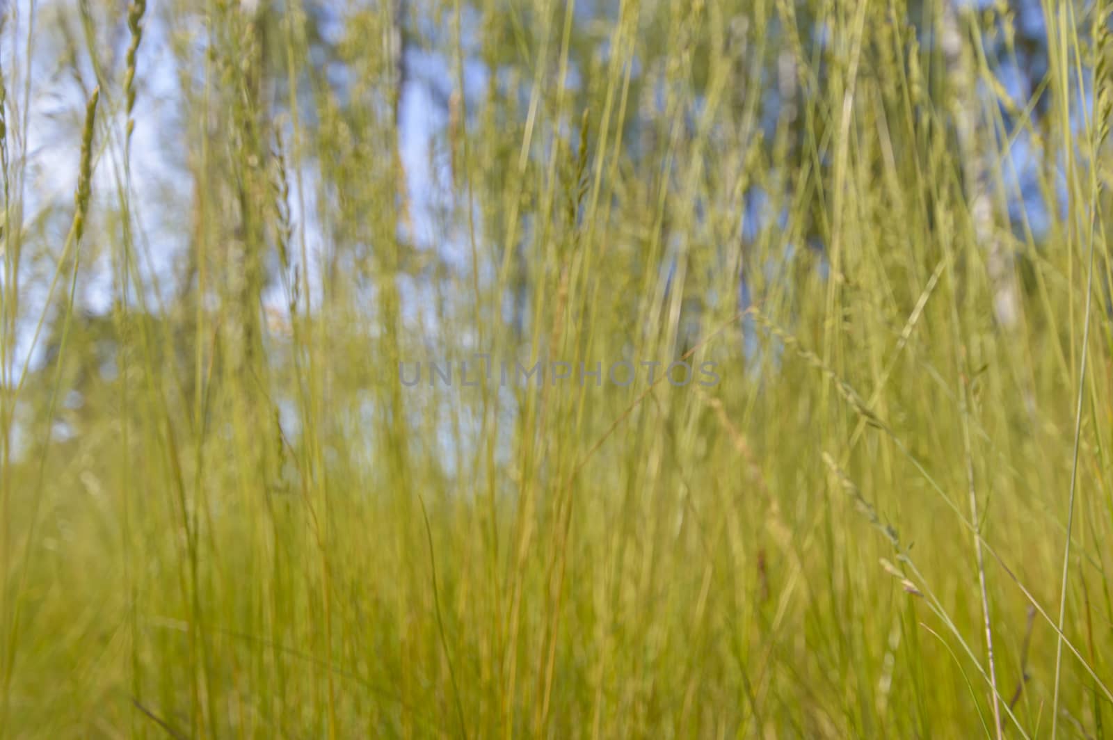 plants for natural background, nature series