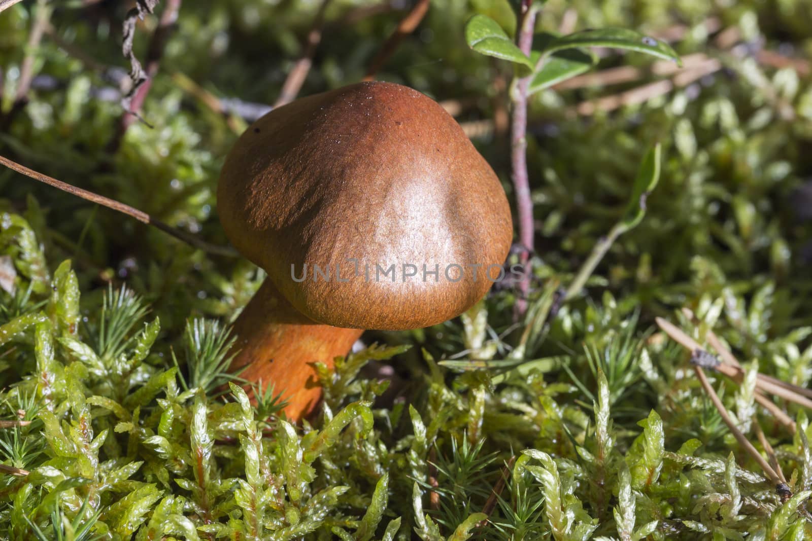 Brown Mushroom Close Up in moss.