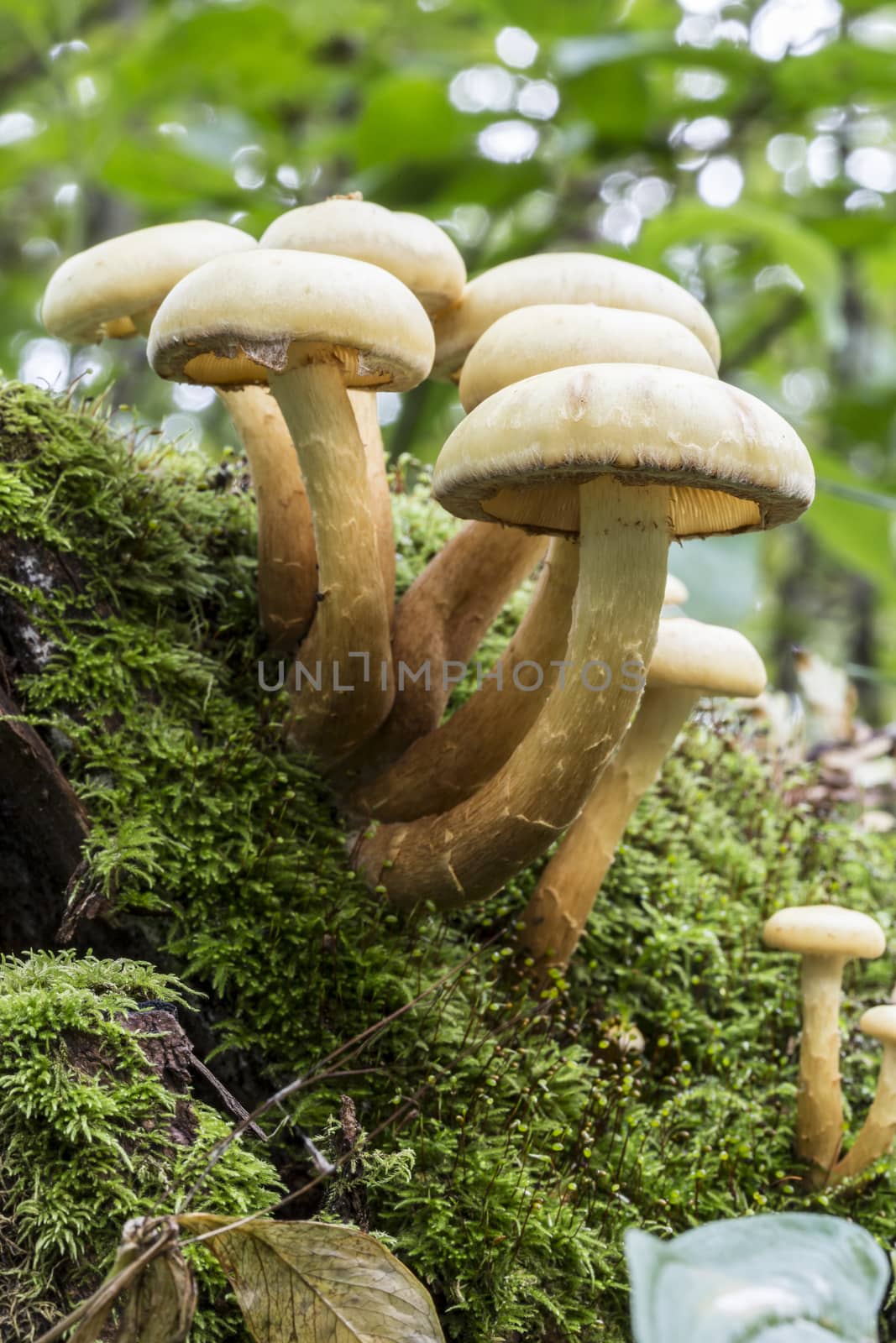 Mushrooms in Moss close up