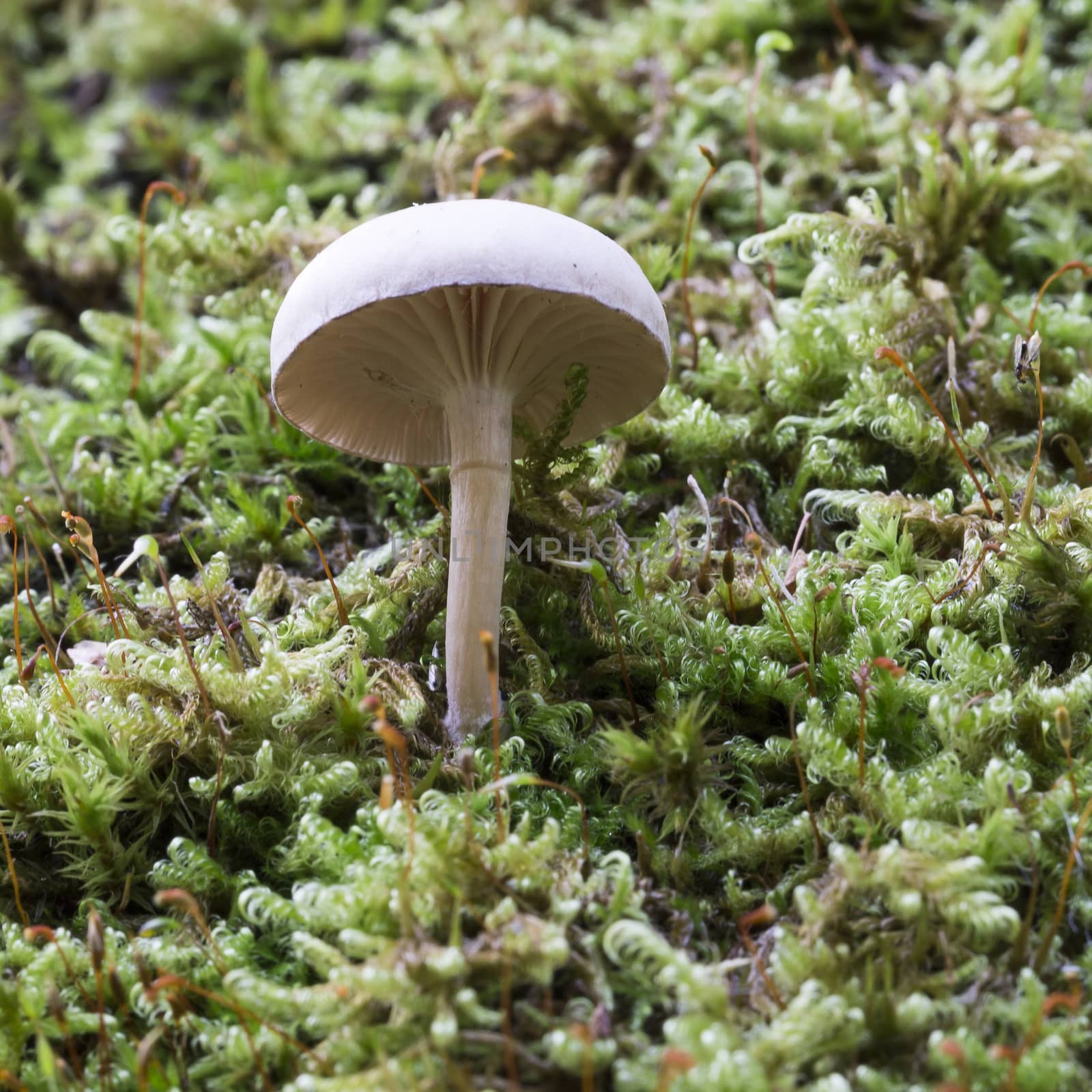 White Mushroom in Moss close up.
