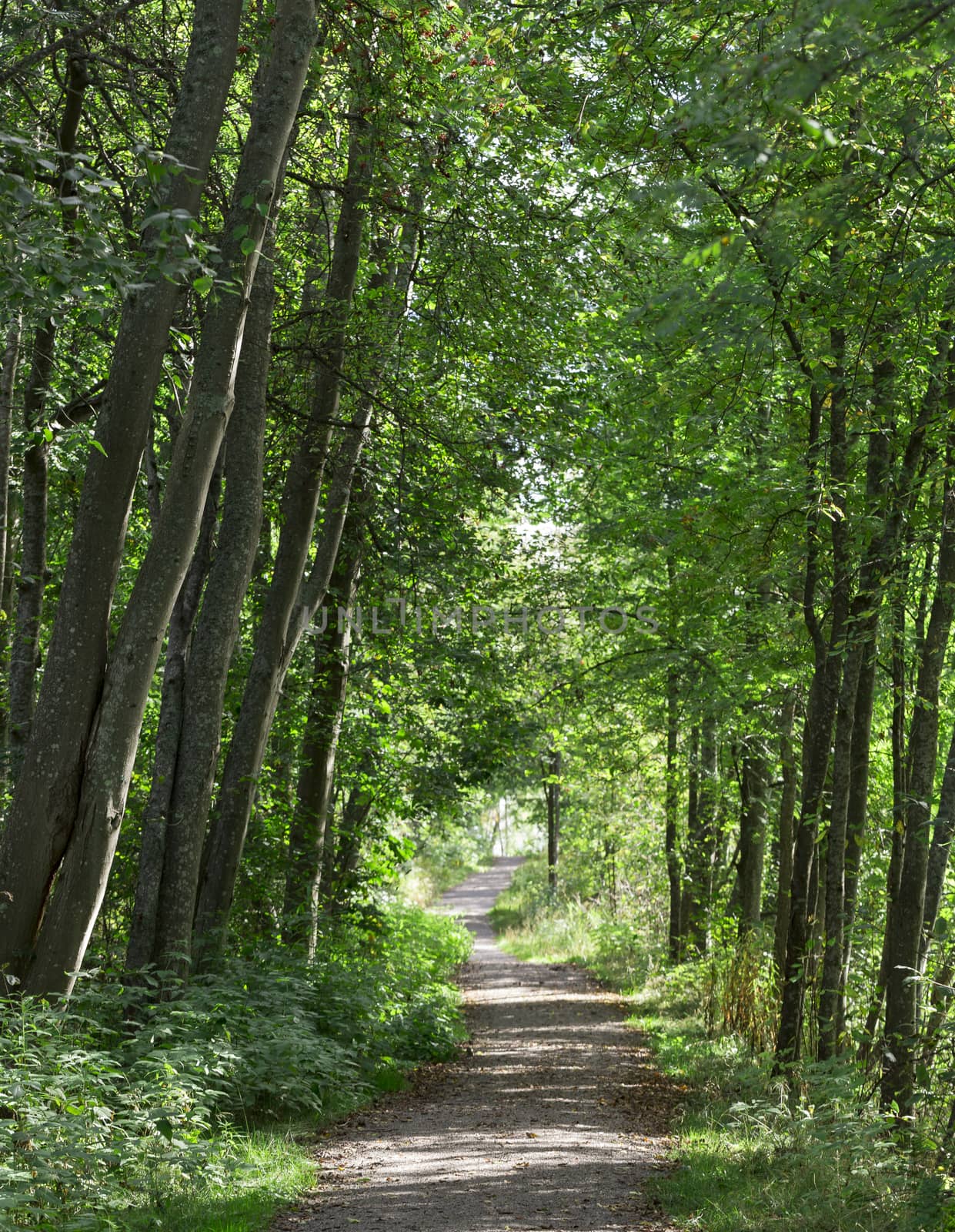 Path in Woods leading away.